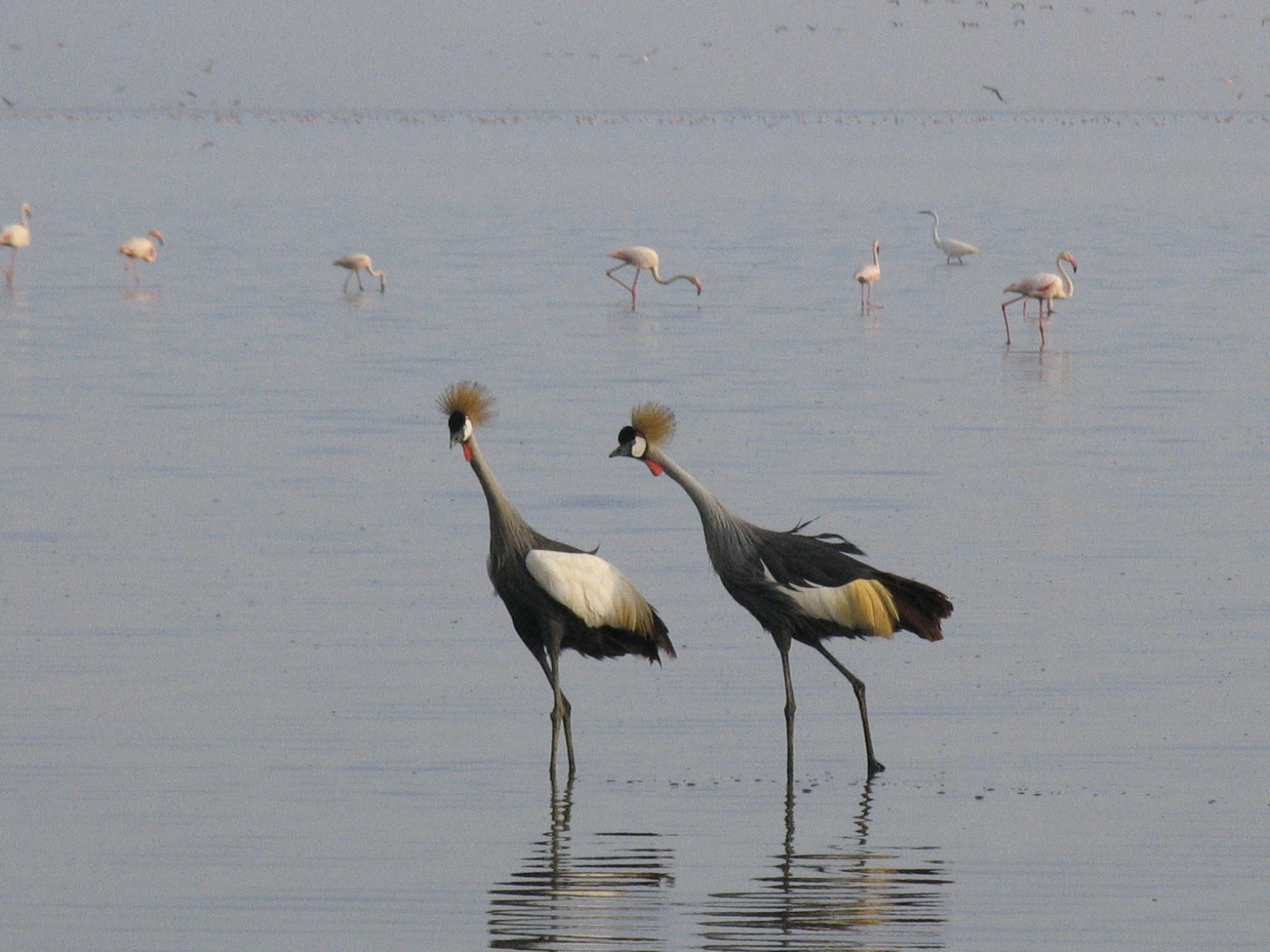 7-Day Semi-Luxury Safari + Lake Natron