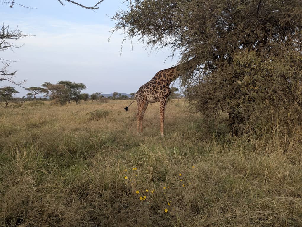 5-Day Romantic Honeymoon Safari