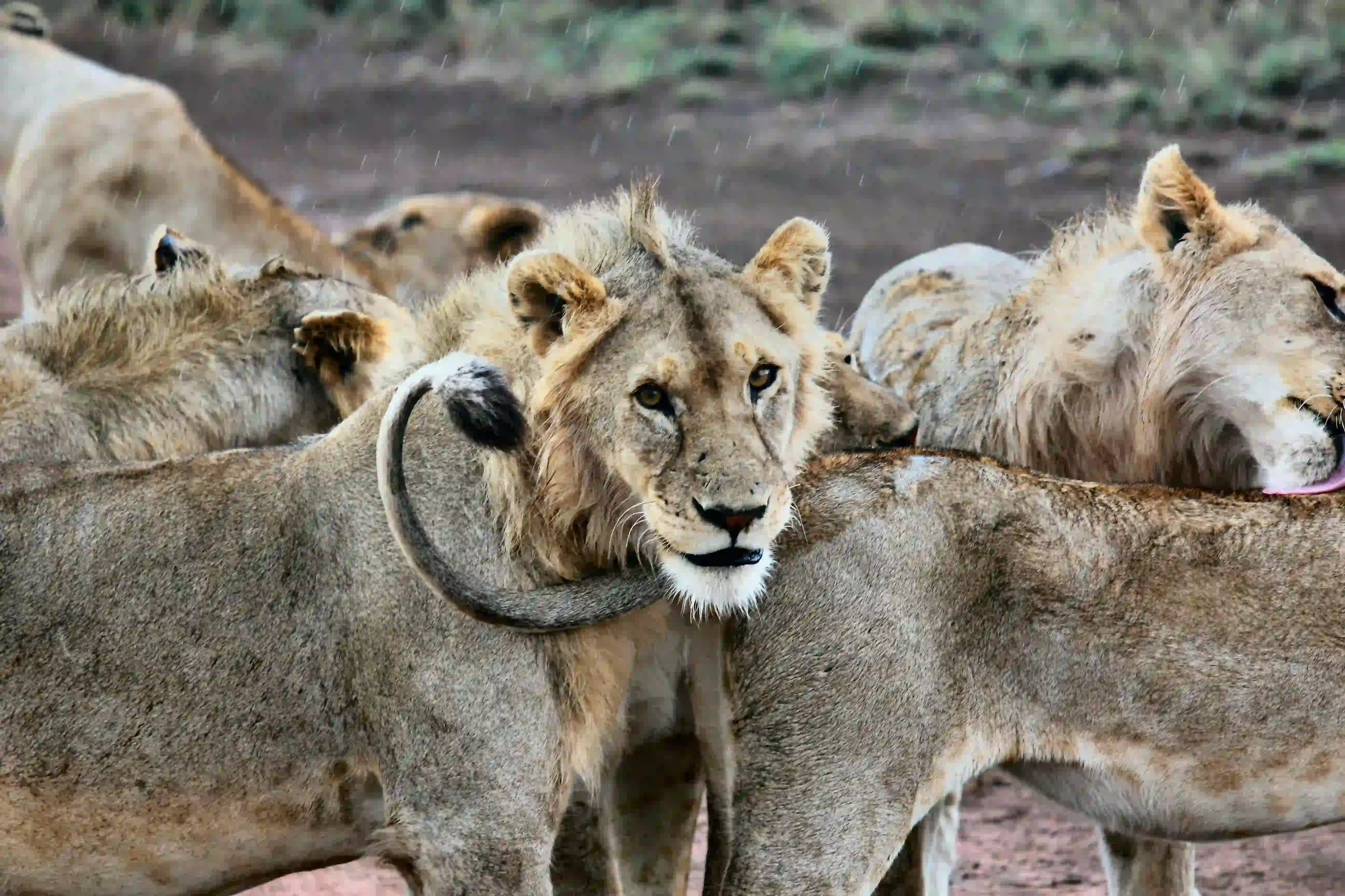 Photography Safari