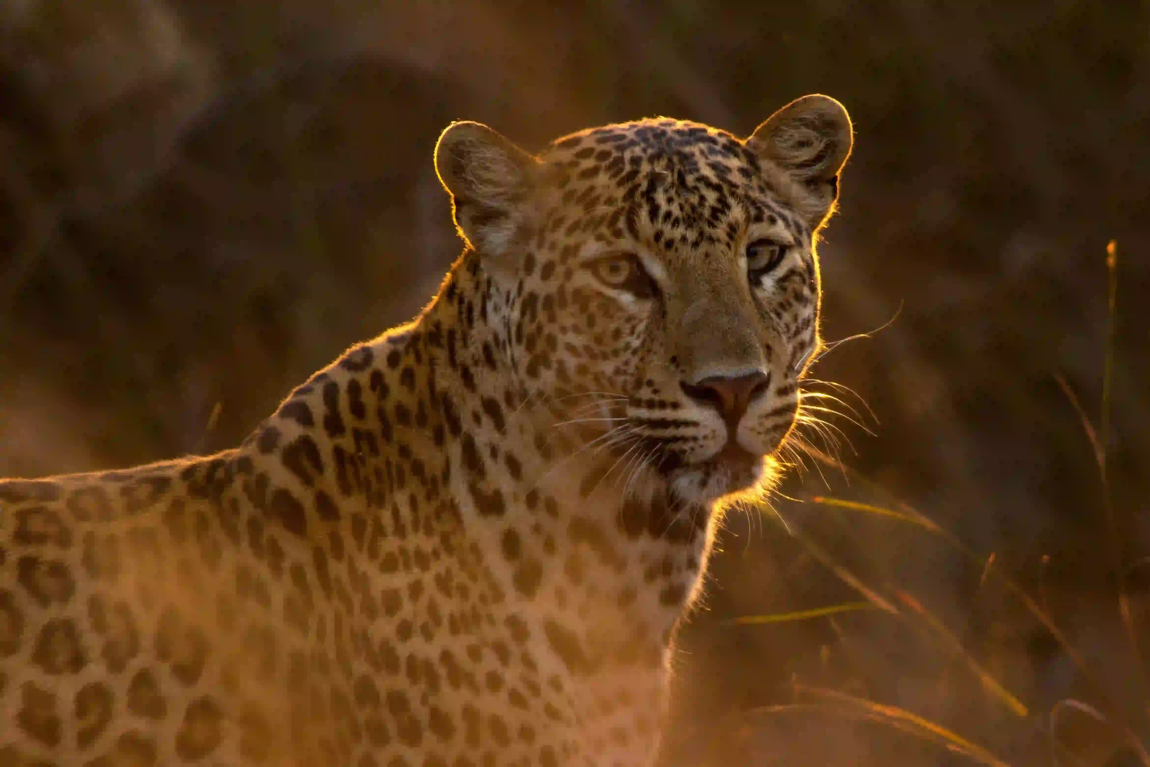 10-Day Lodge Safari & Cultural Tour