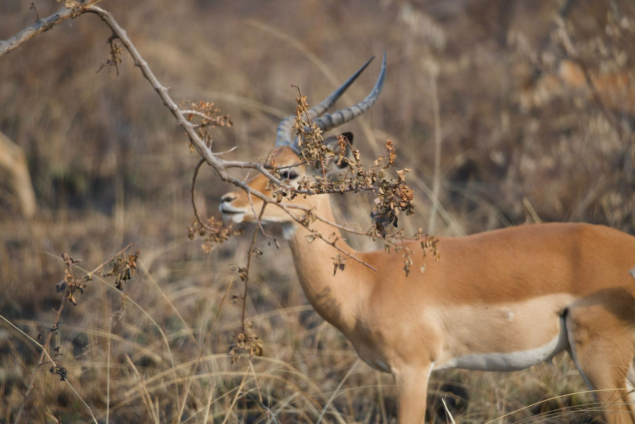 Budget Safaris