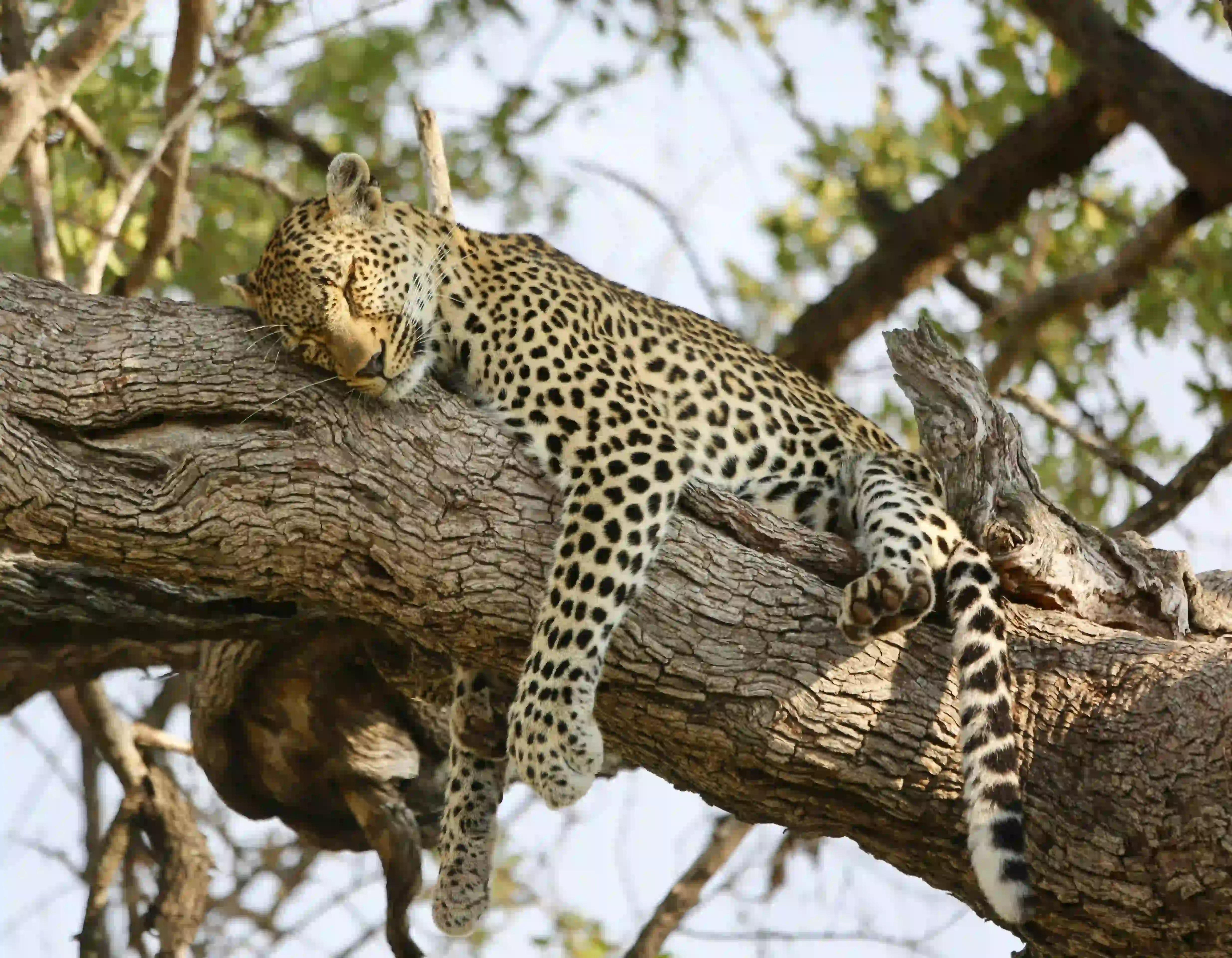 Budget Safaris