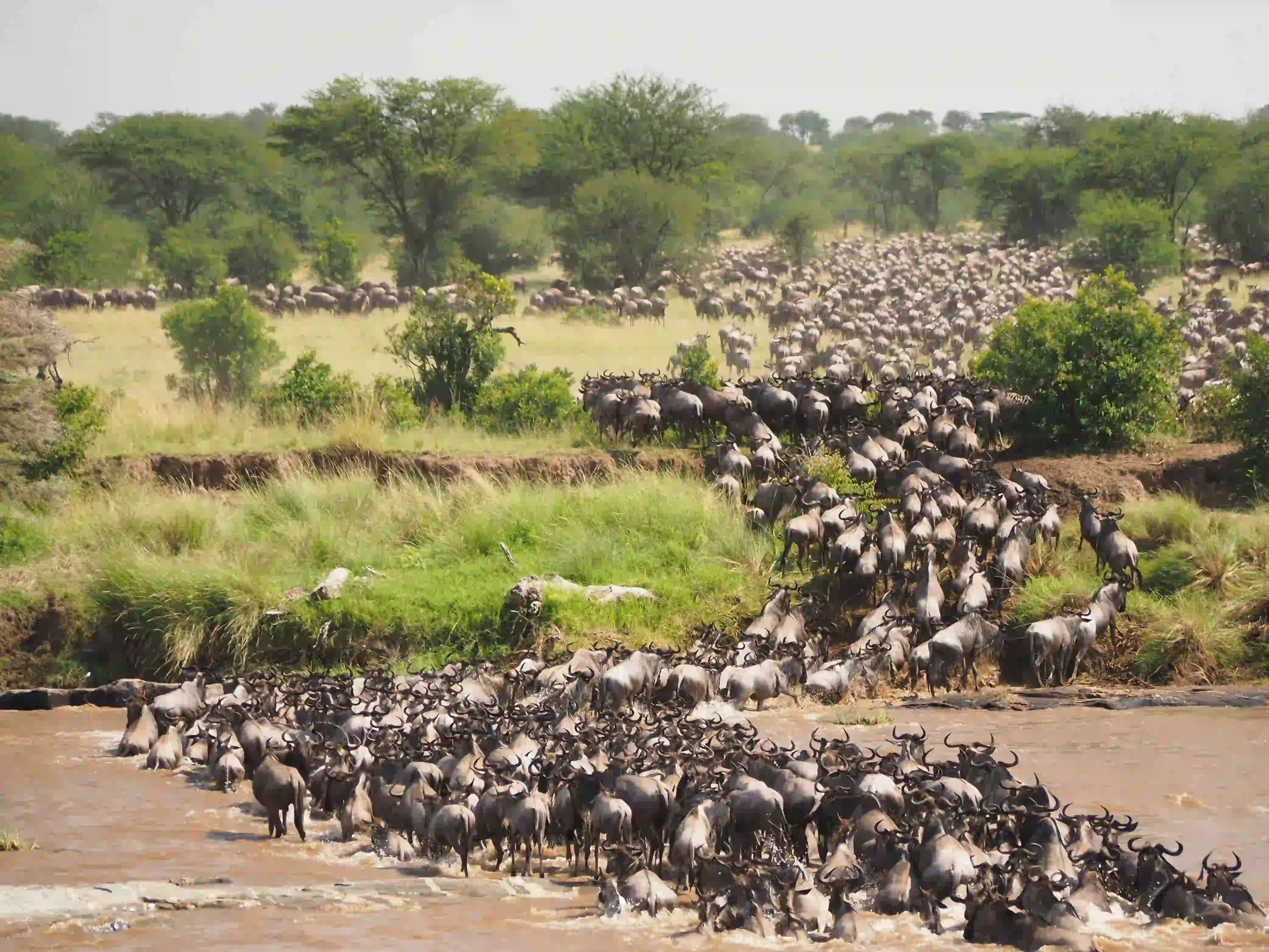 The Great Migration: Witnessing Nature's Greatest Show