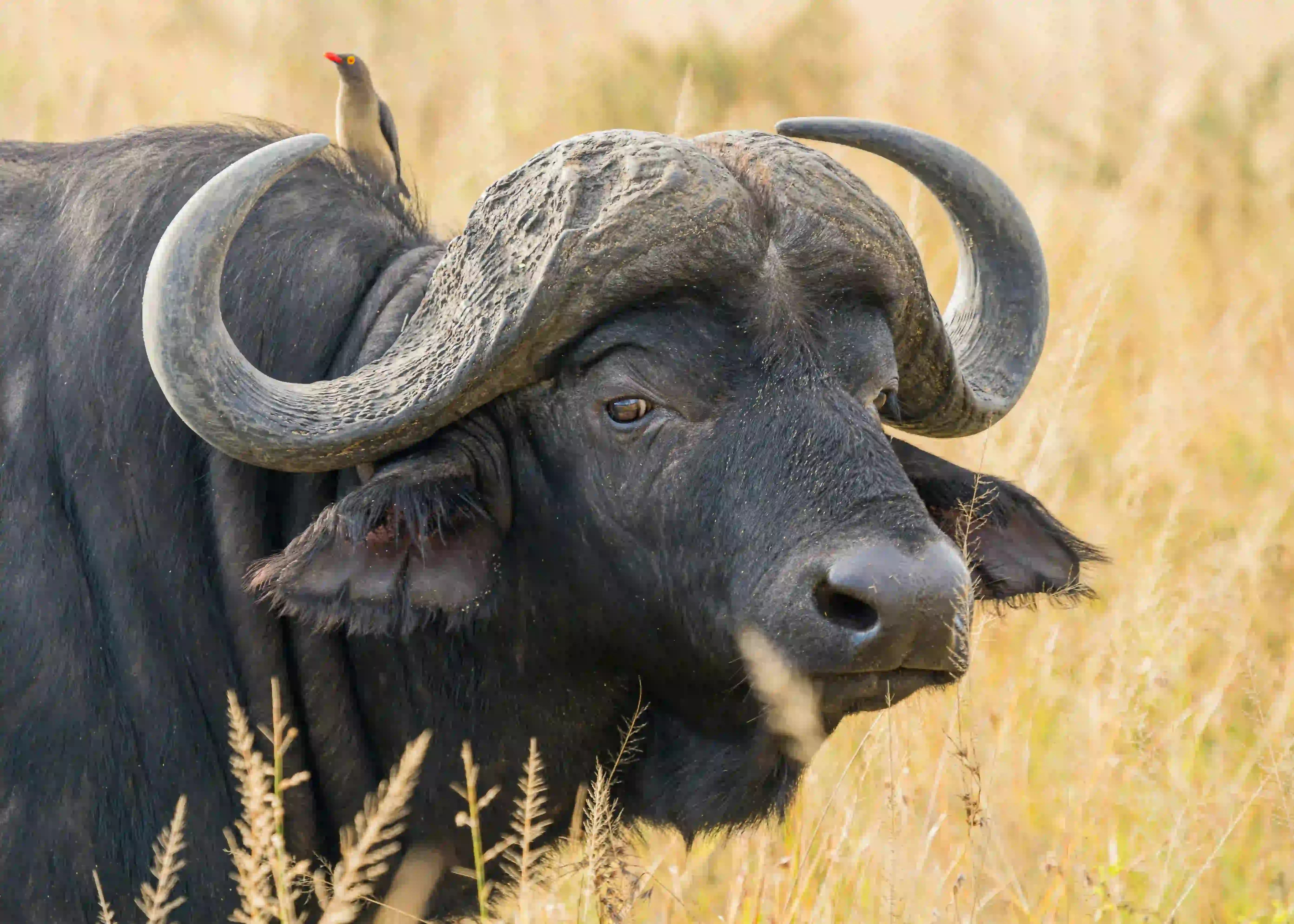 "Experience the beauty of Tanzania, one journey at a time."