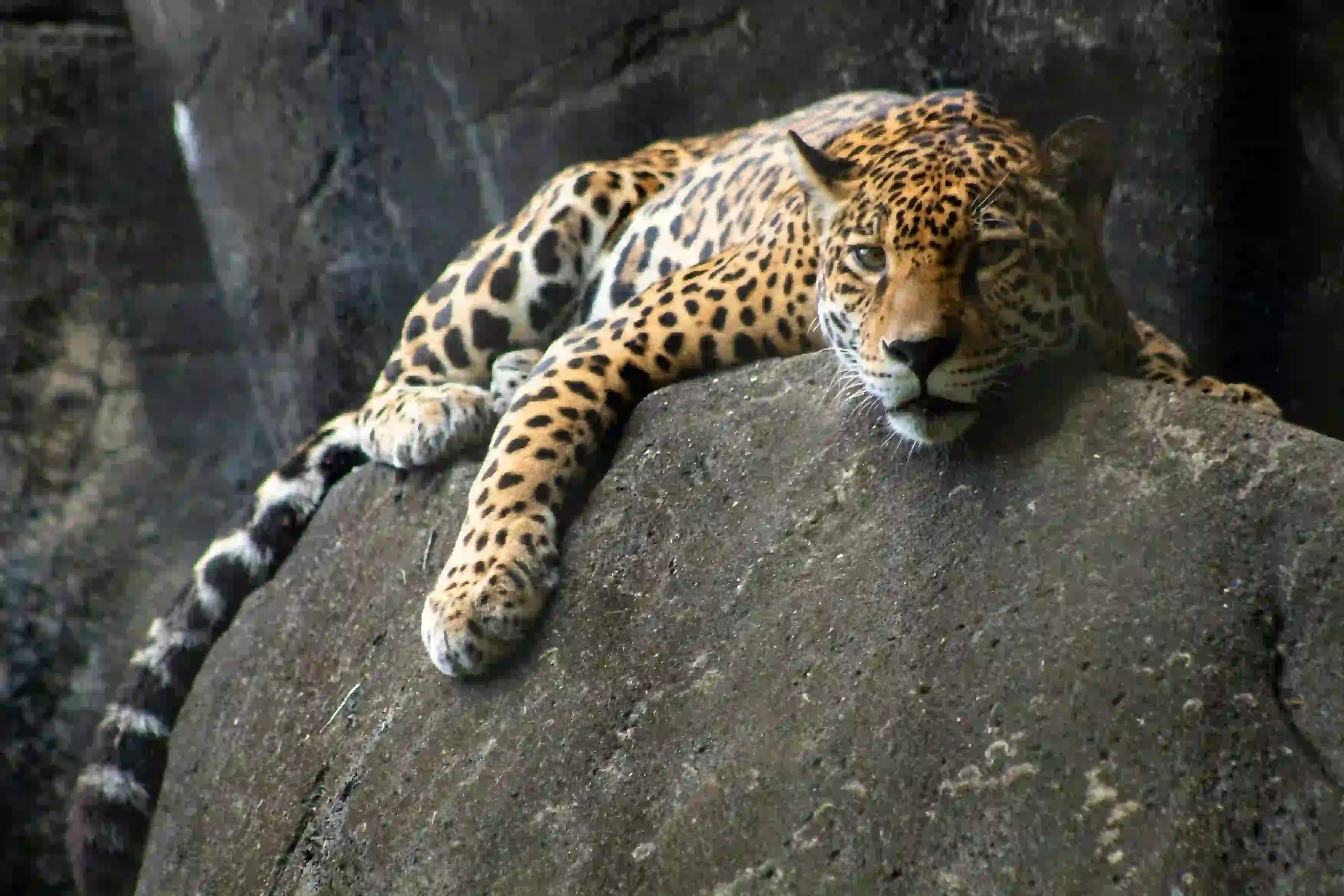 "Experience the beauty of Tanzania, one journey at a time."