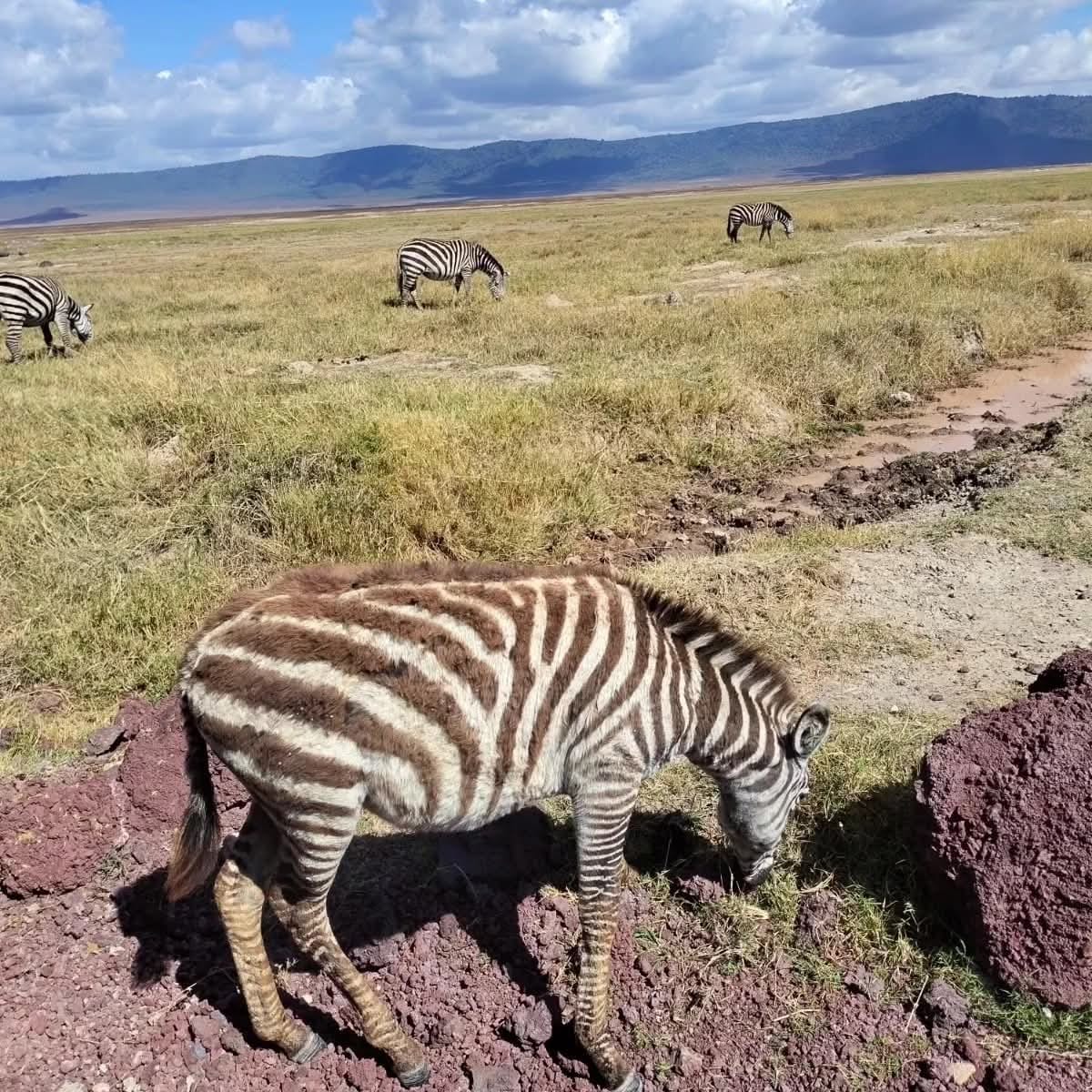 10-Day Lodge Safari & Cultural Tour