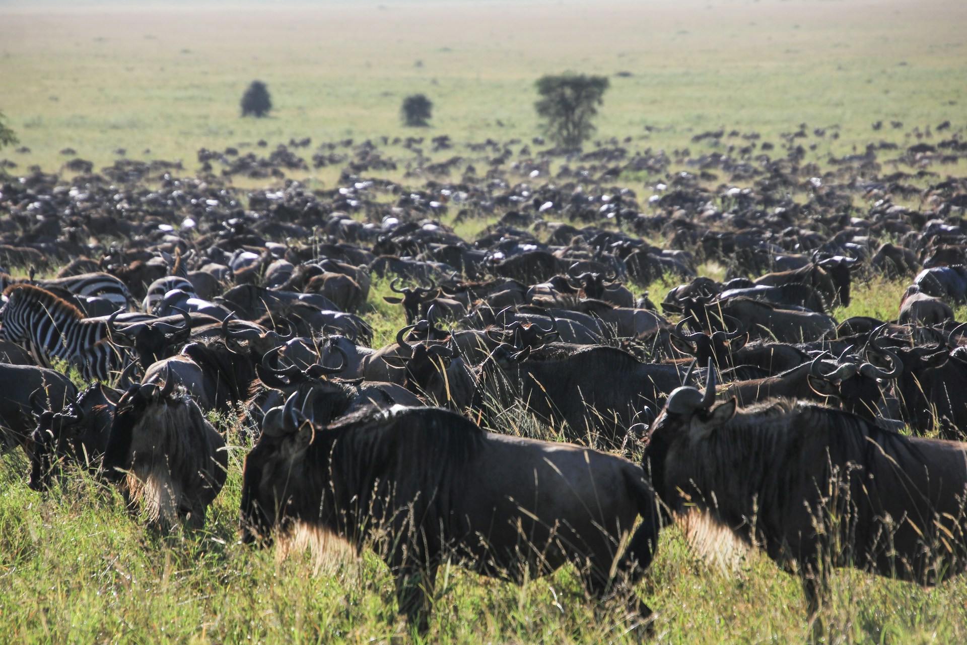 Classic Serengeti Safari