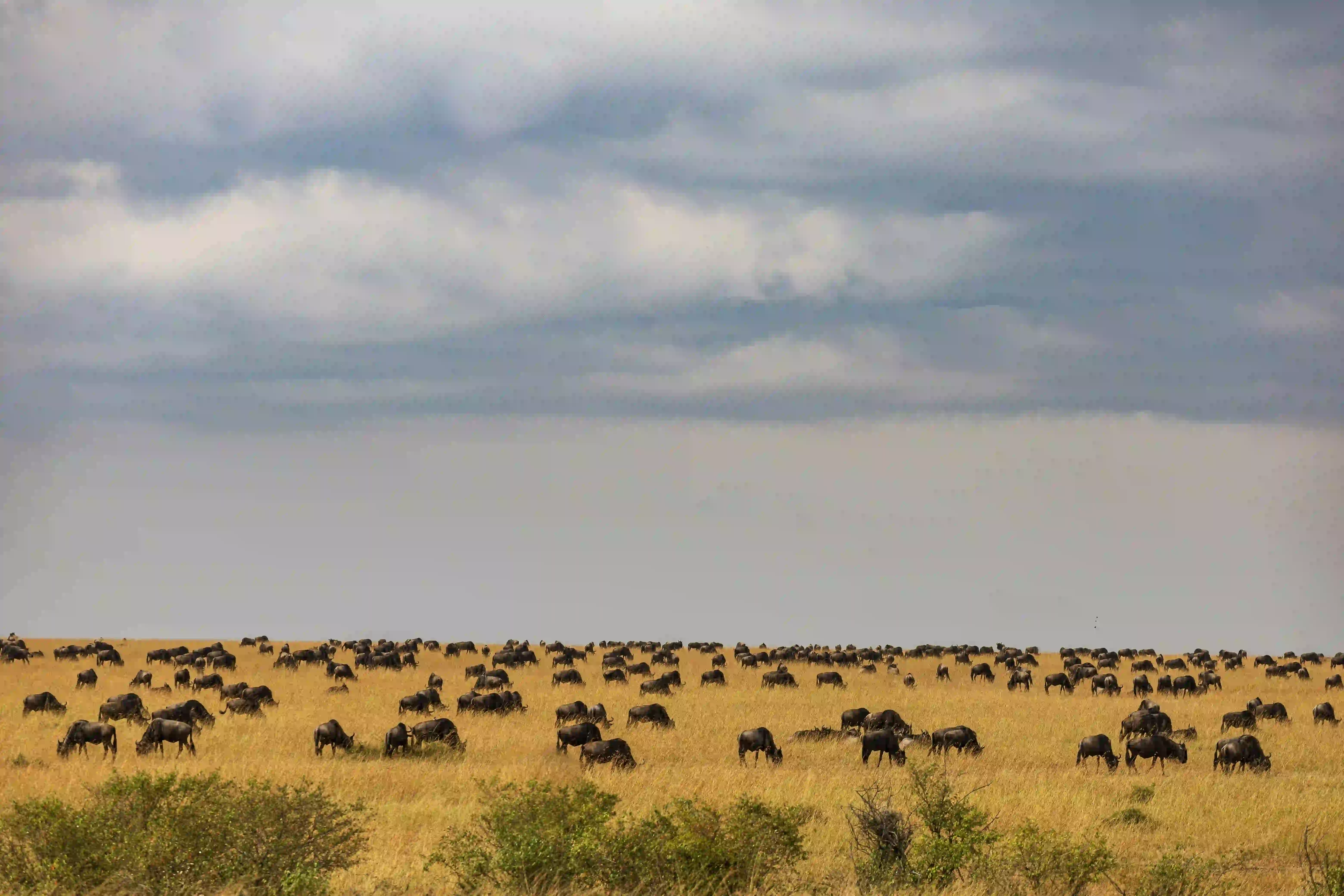 Great Migration Safari