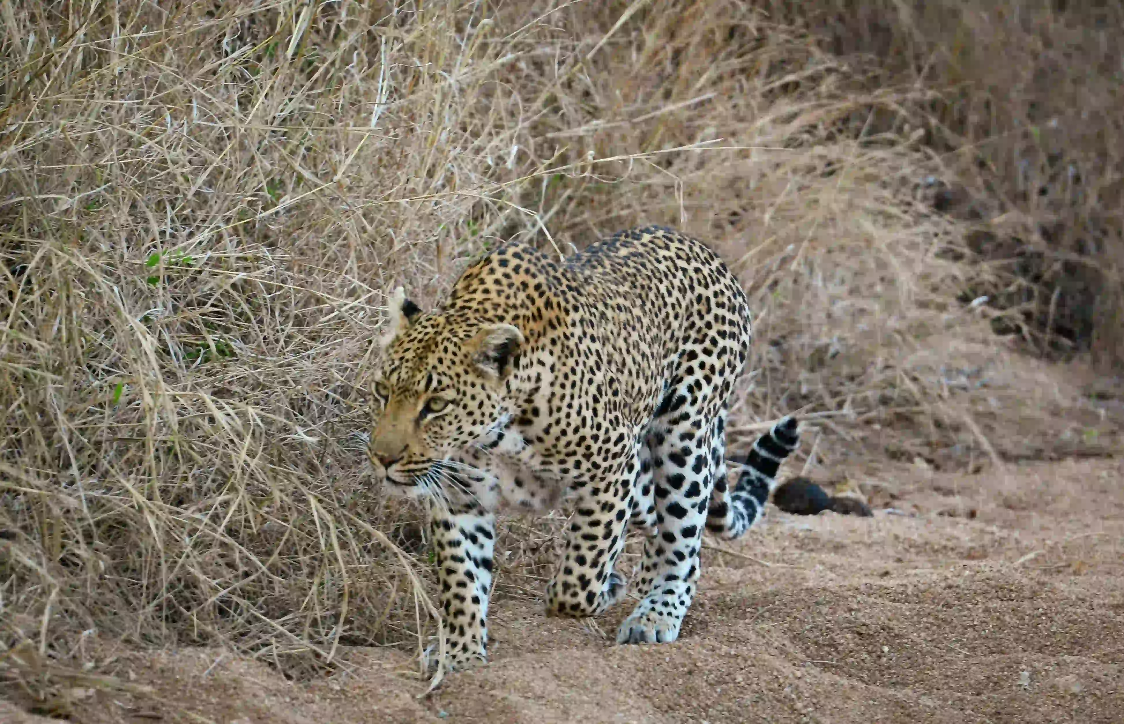 Mid-Range Safaris