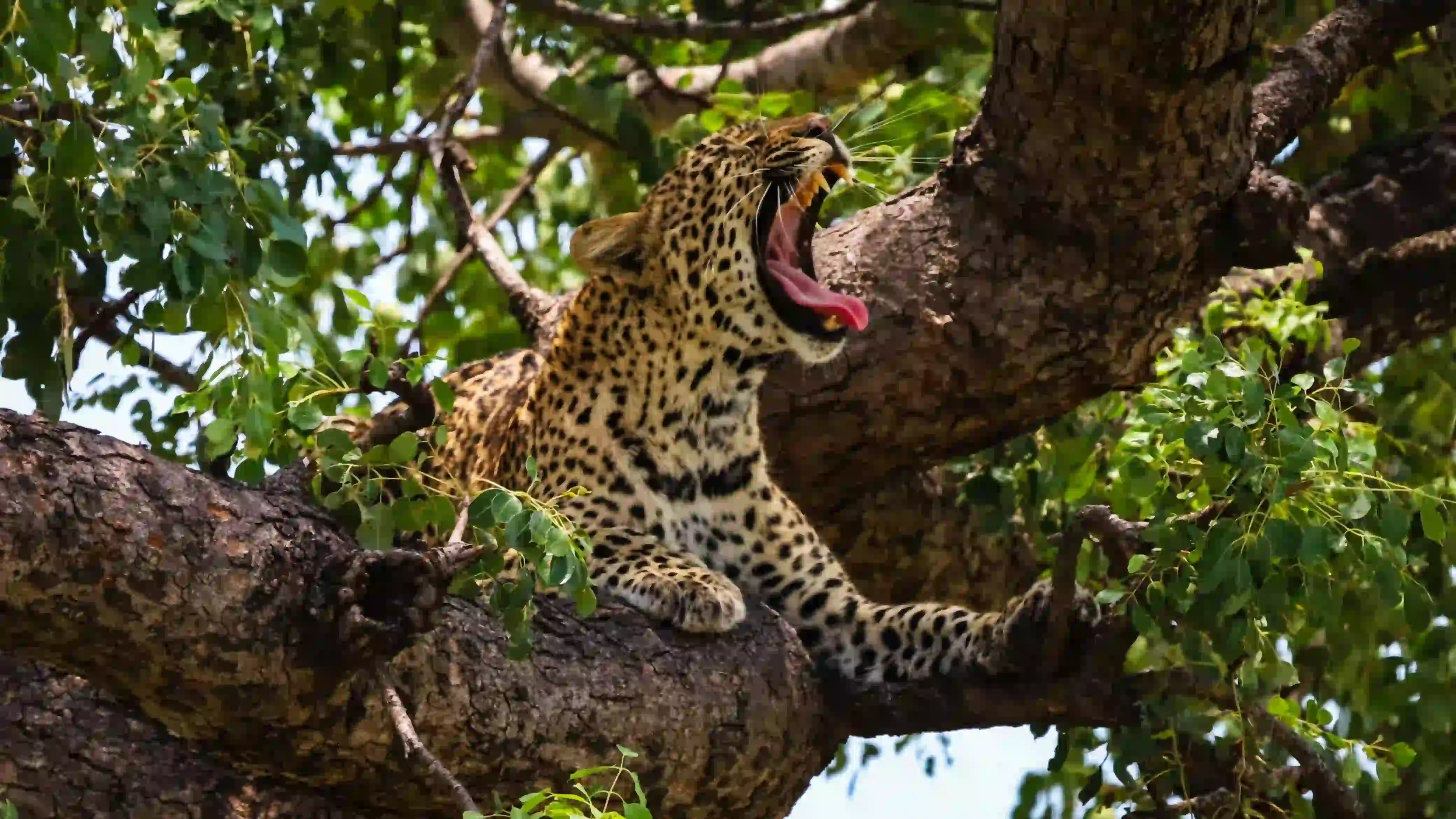 6-Day Super Luxury Safari