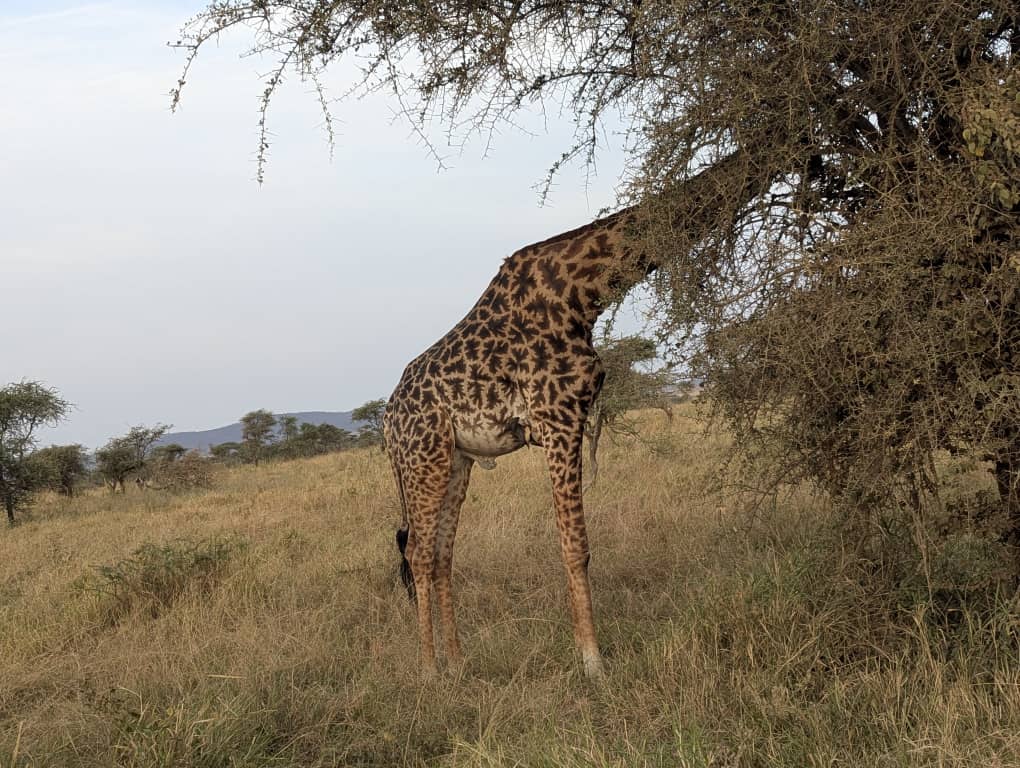 4-Day Super Luxury Safari