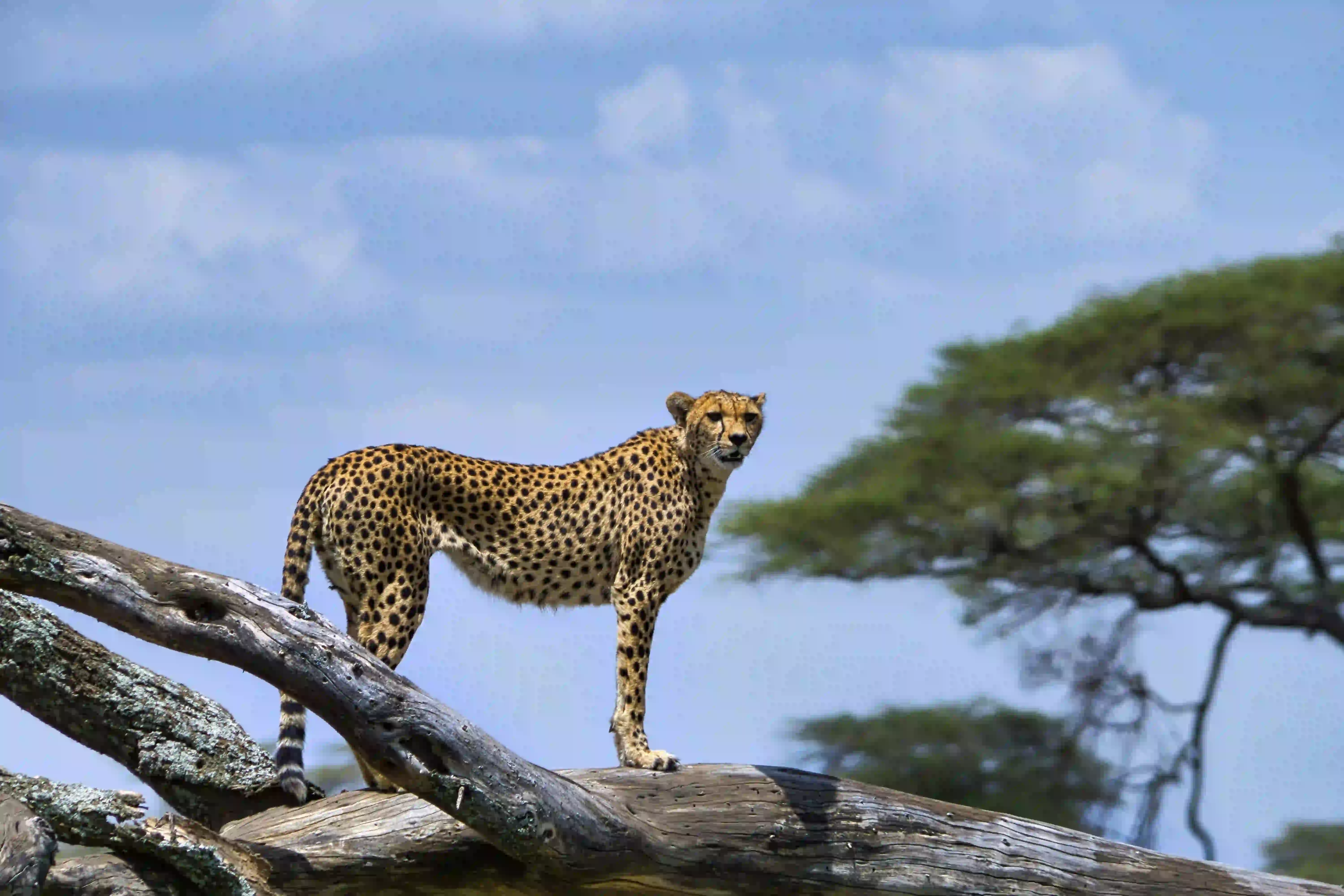    Your Extraordinary African Adventure Starts Here