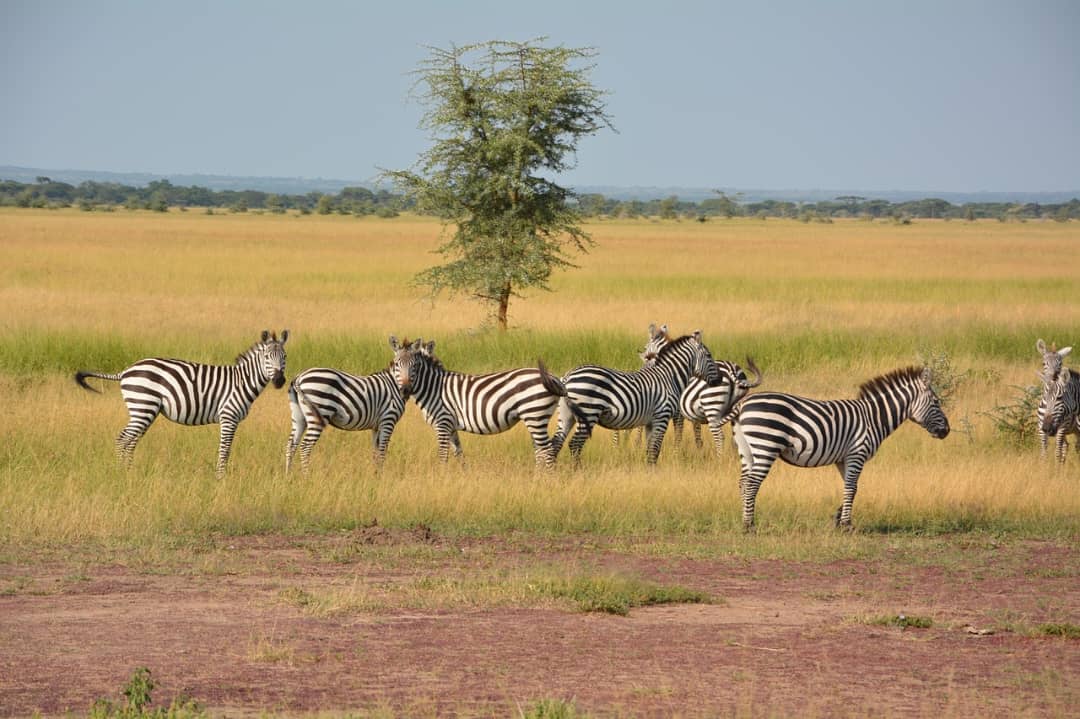 Mid-Range Safaris