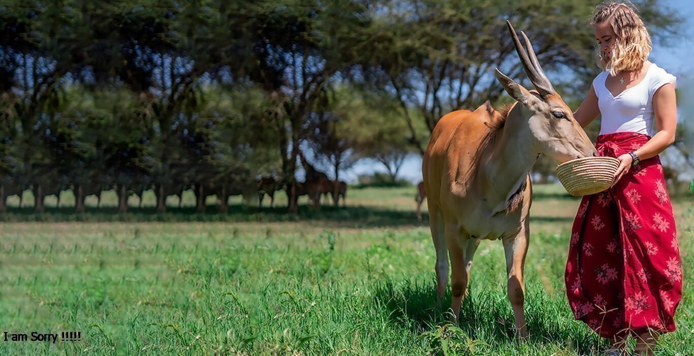 2-Day Semi-Luxury Safari