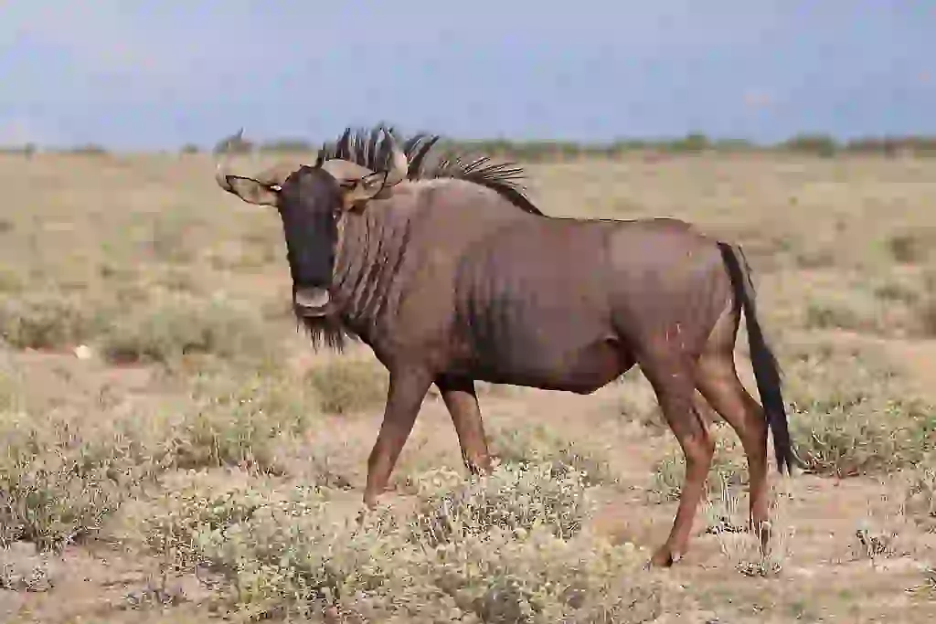 8-Day Great Migration Safari