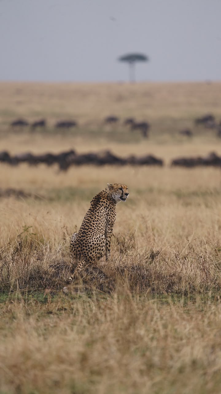 5-Day Mid-Range Safari