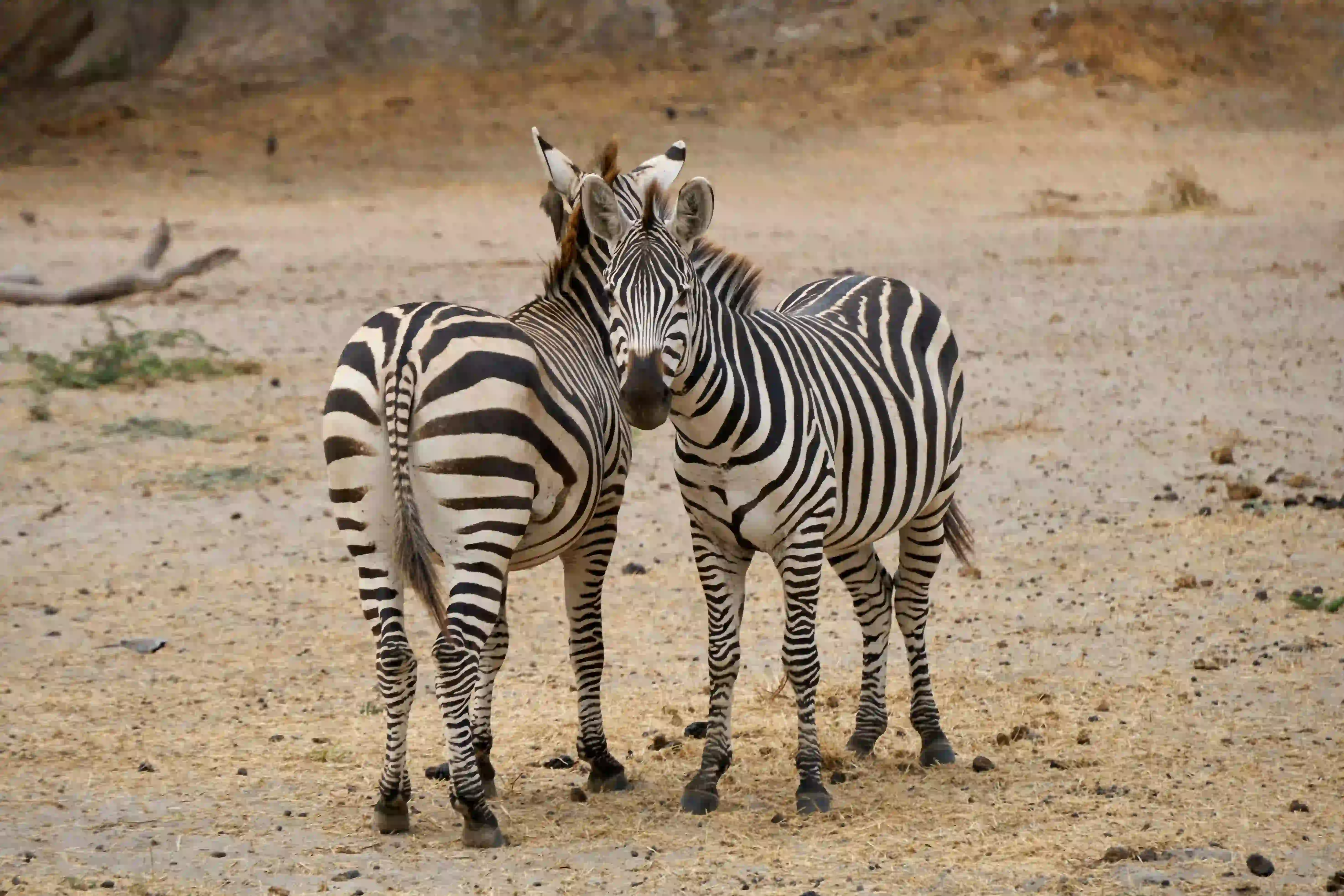 2-Day Semi-Luxury Safari
