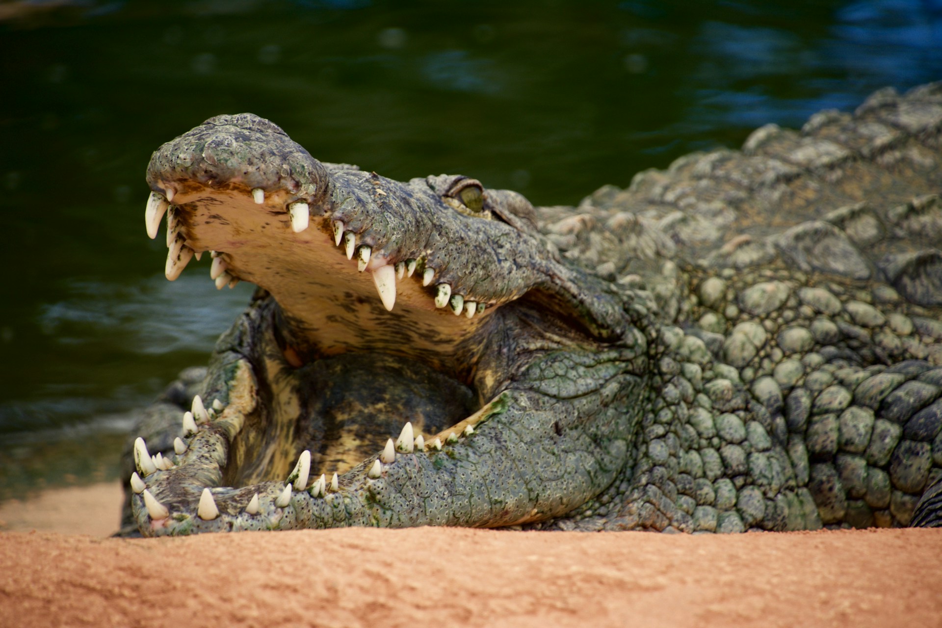 2-Day Tarangire & Ngorongoro Safari