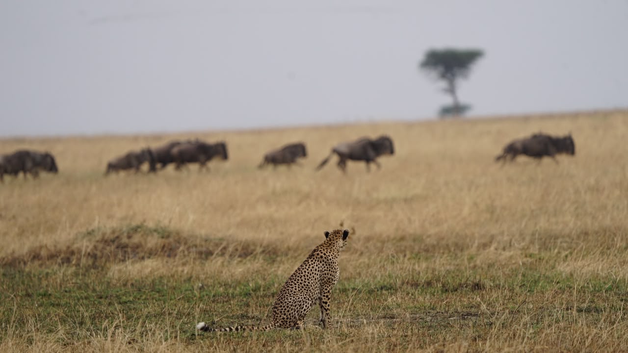 Where You'll Stay — 6-Day Super Luxury Safari