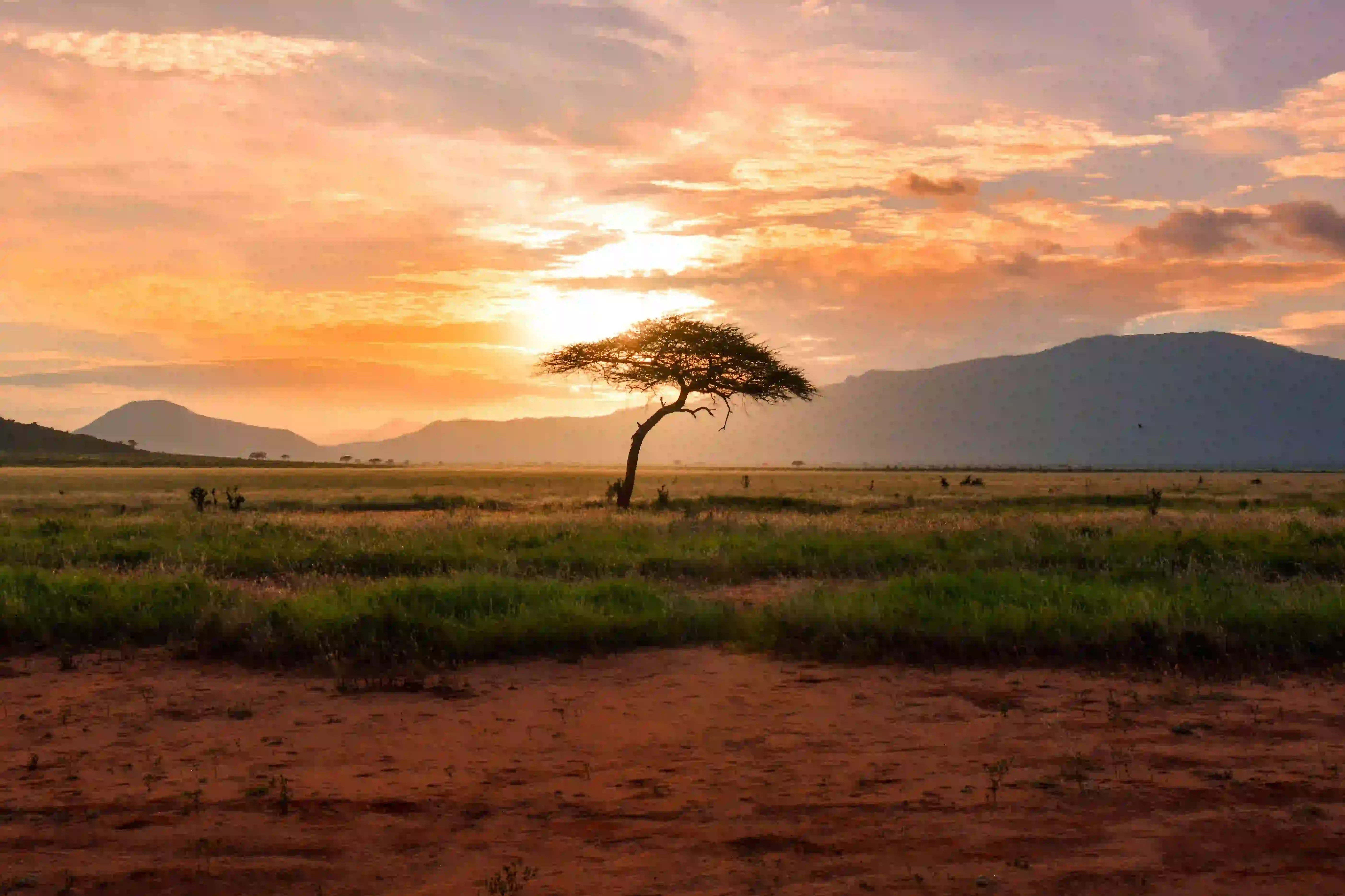 7-Day Semi-Luxury Safari + Lake Natron