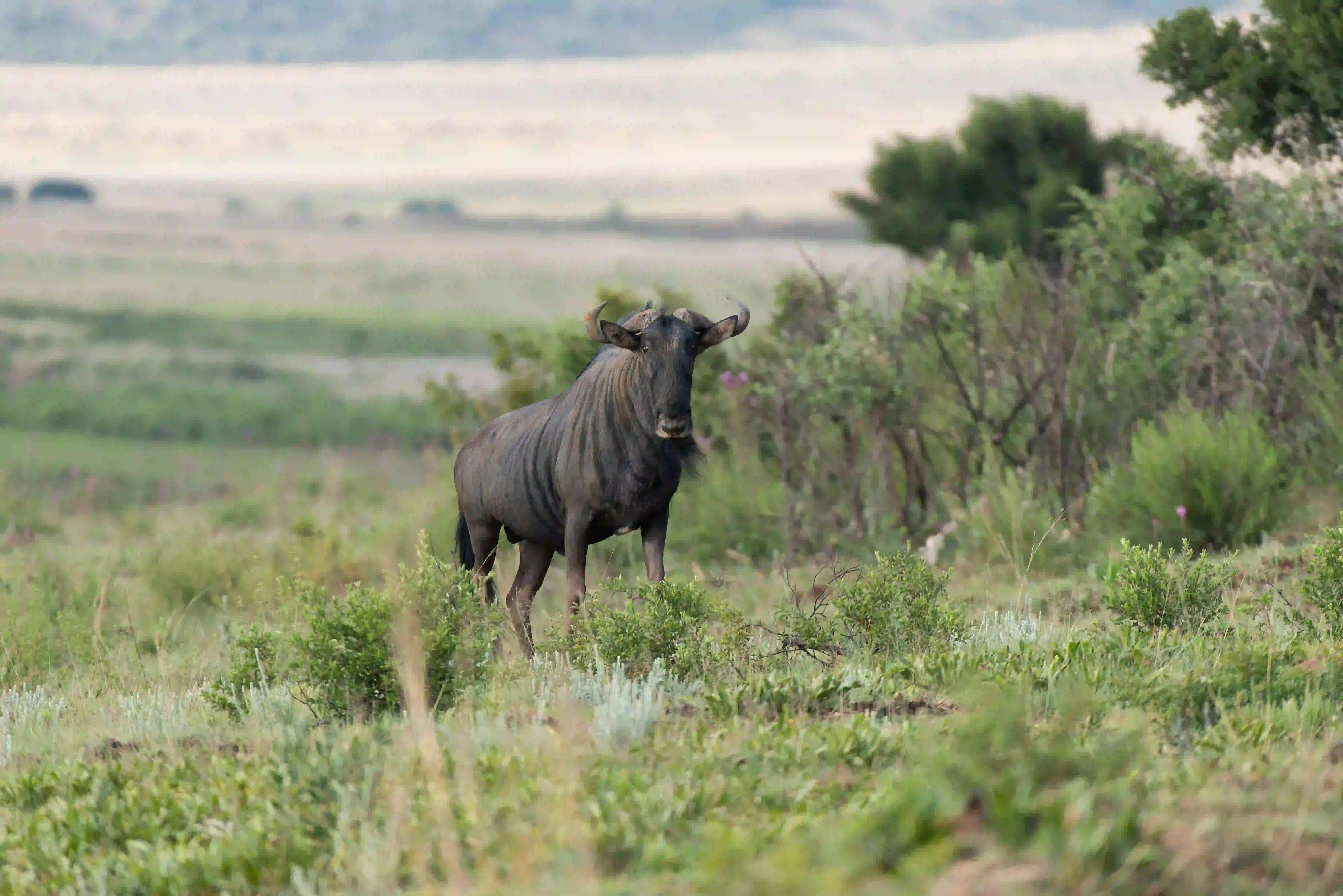 Lake Manyara National Park