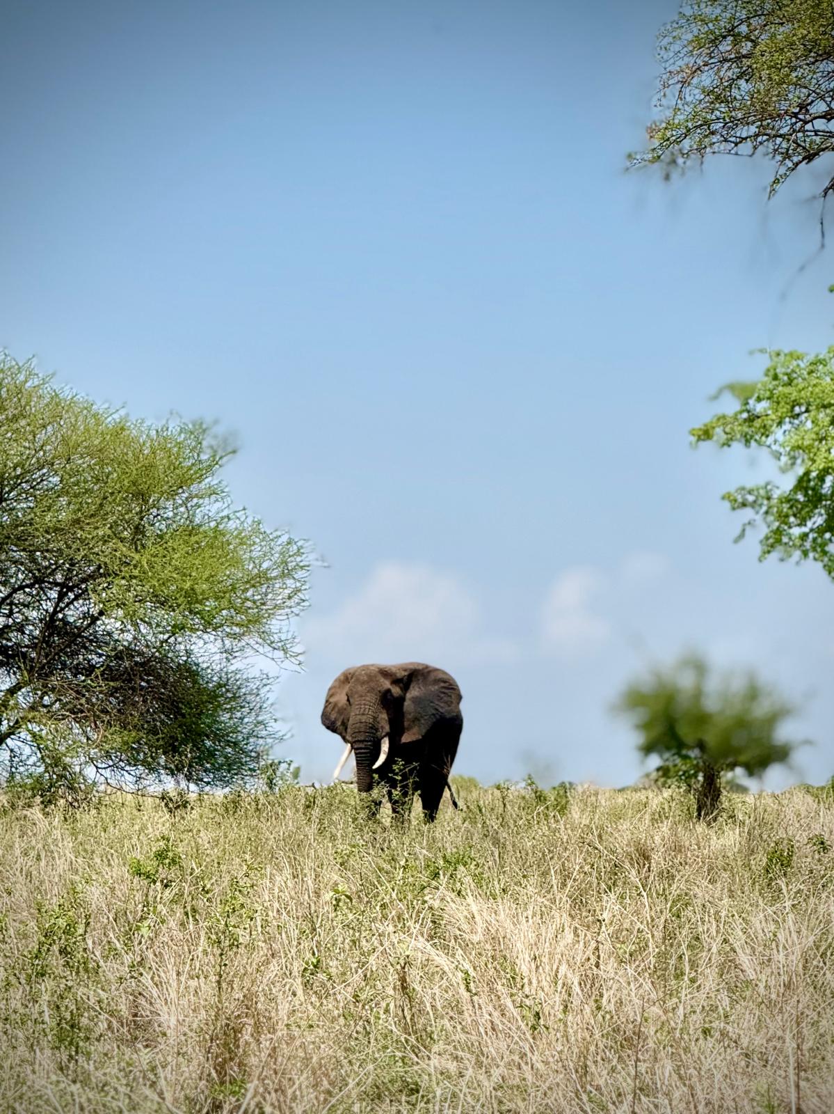 10-Day Lodge Safari & Cultural Tour