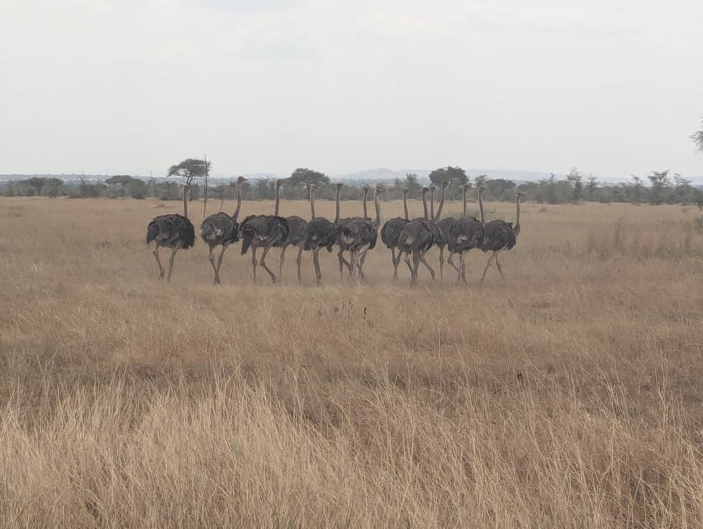 5-Day Romantic Honeymoon Safari