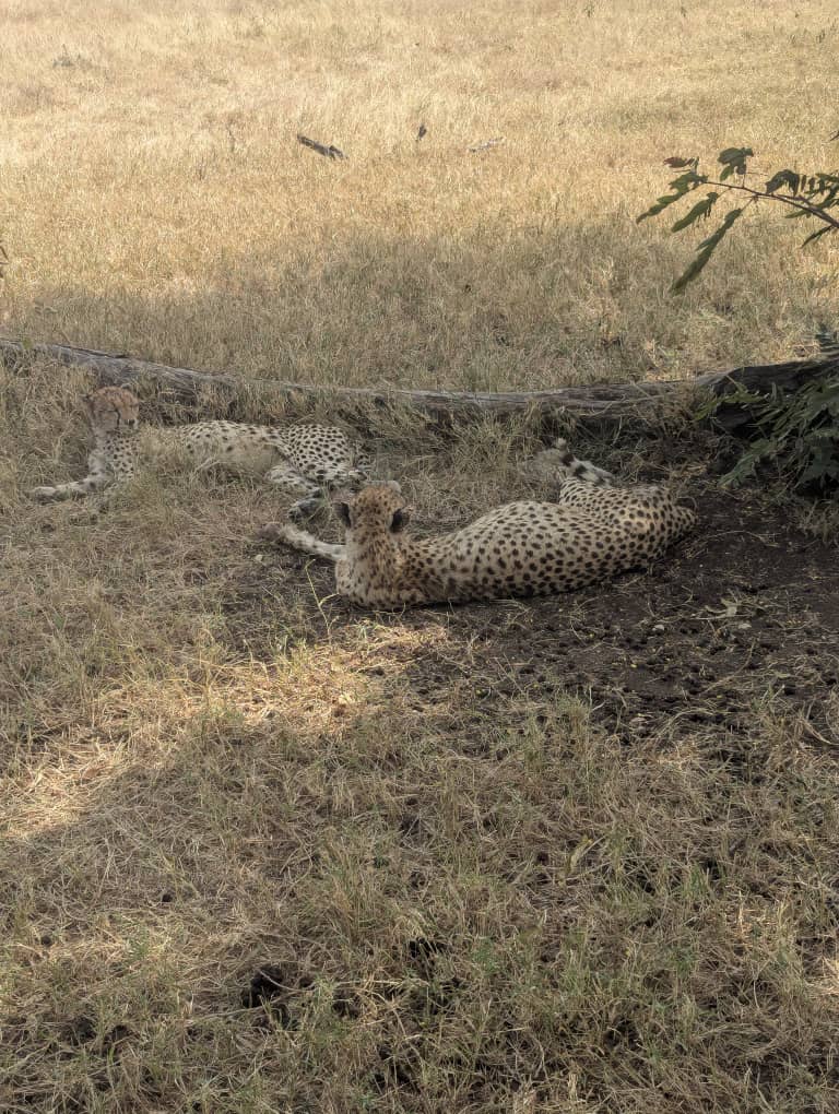 10-Day Lodge Safari & Cultural Tour