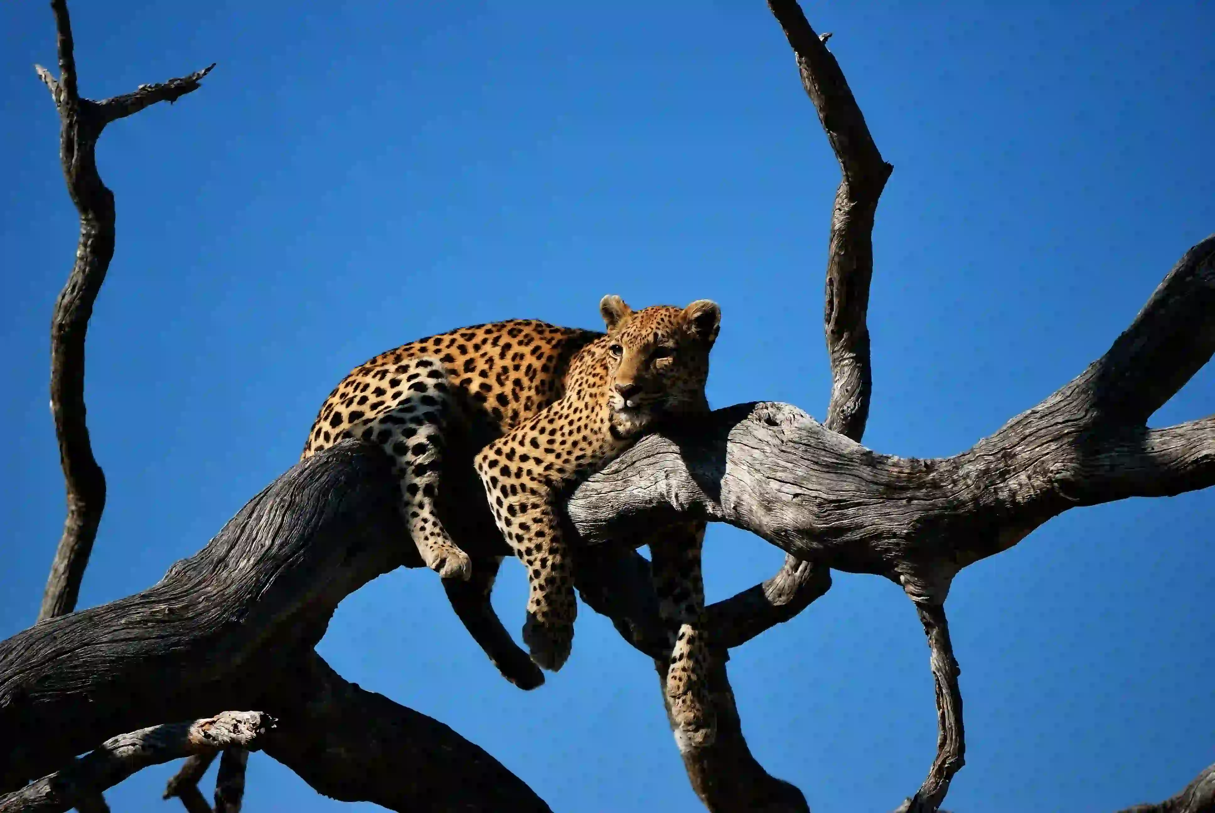 5-Day Extended Serengeti Safari