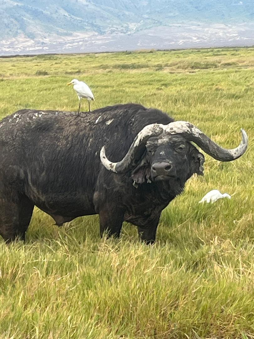 10-Day Lodge Safari & Cultural Tour