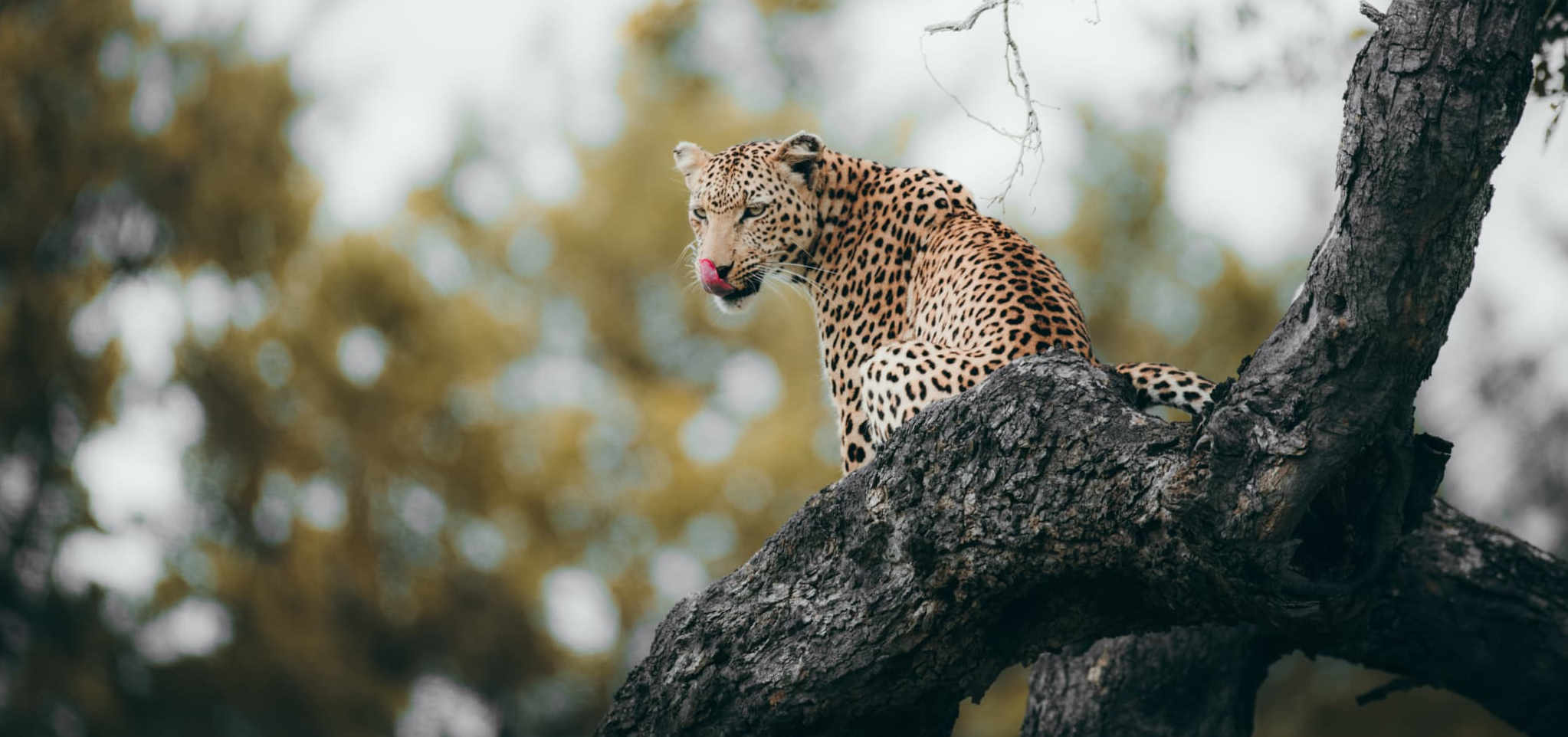 2-Day Semi-Luxury Safari