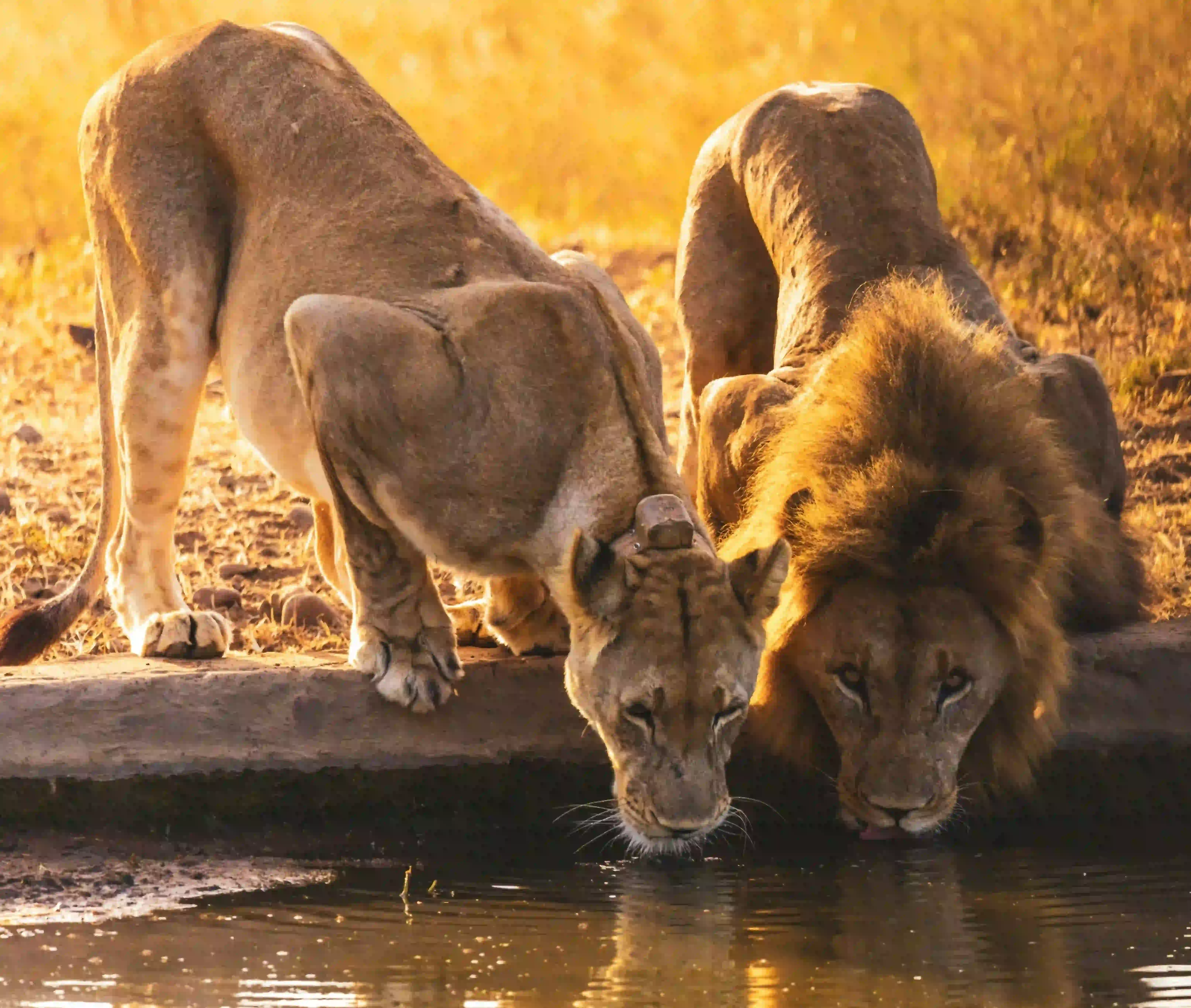 Honeymoon Safaris