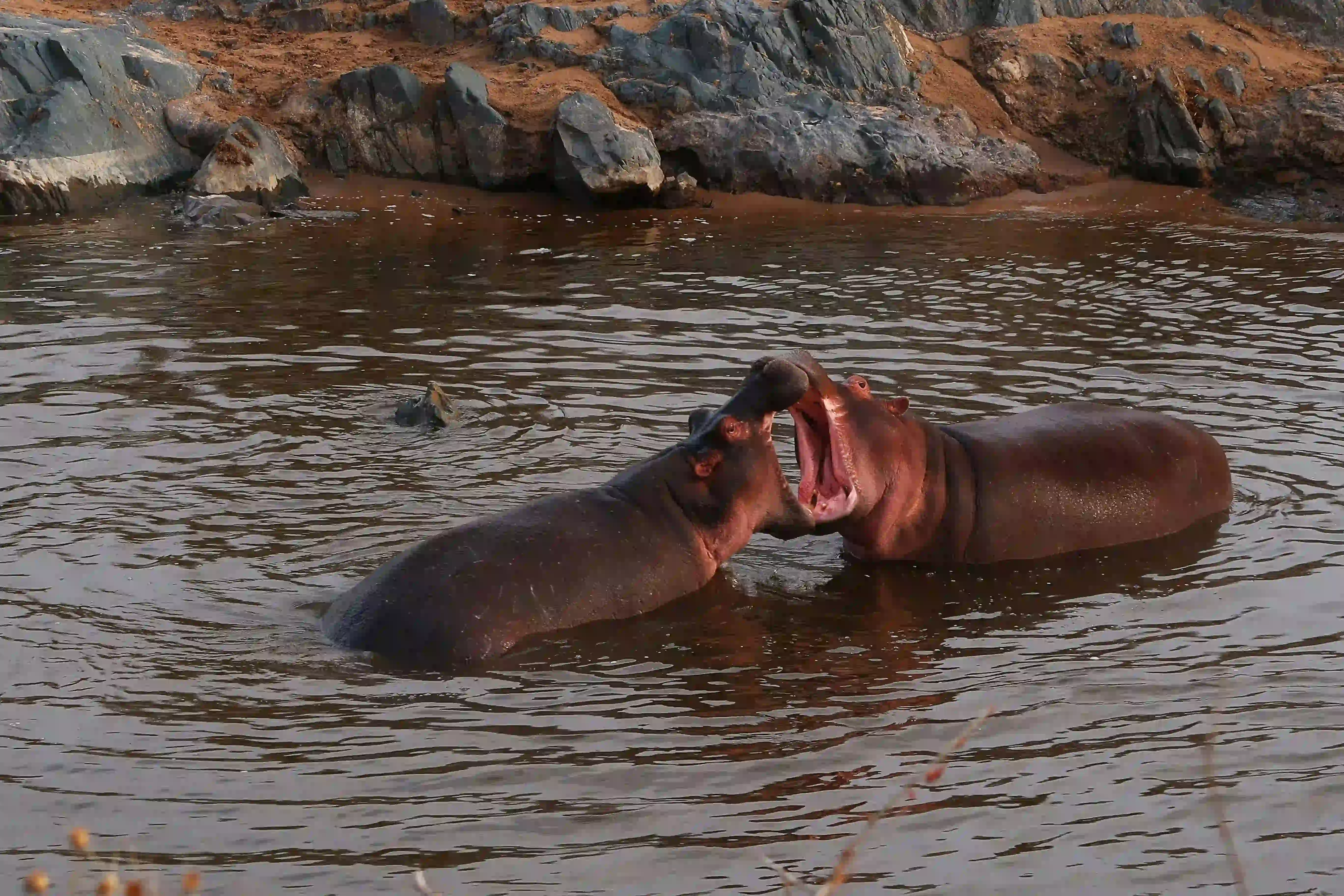4-Day Super Luxury Safari