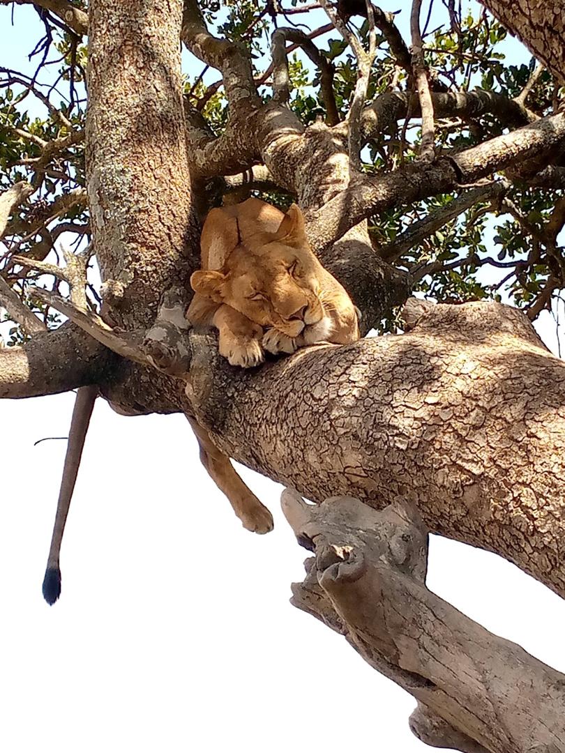 Classic Serengeti Safari