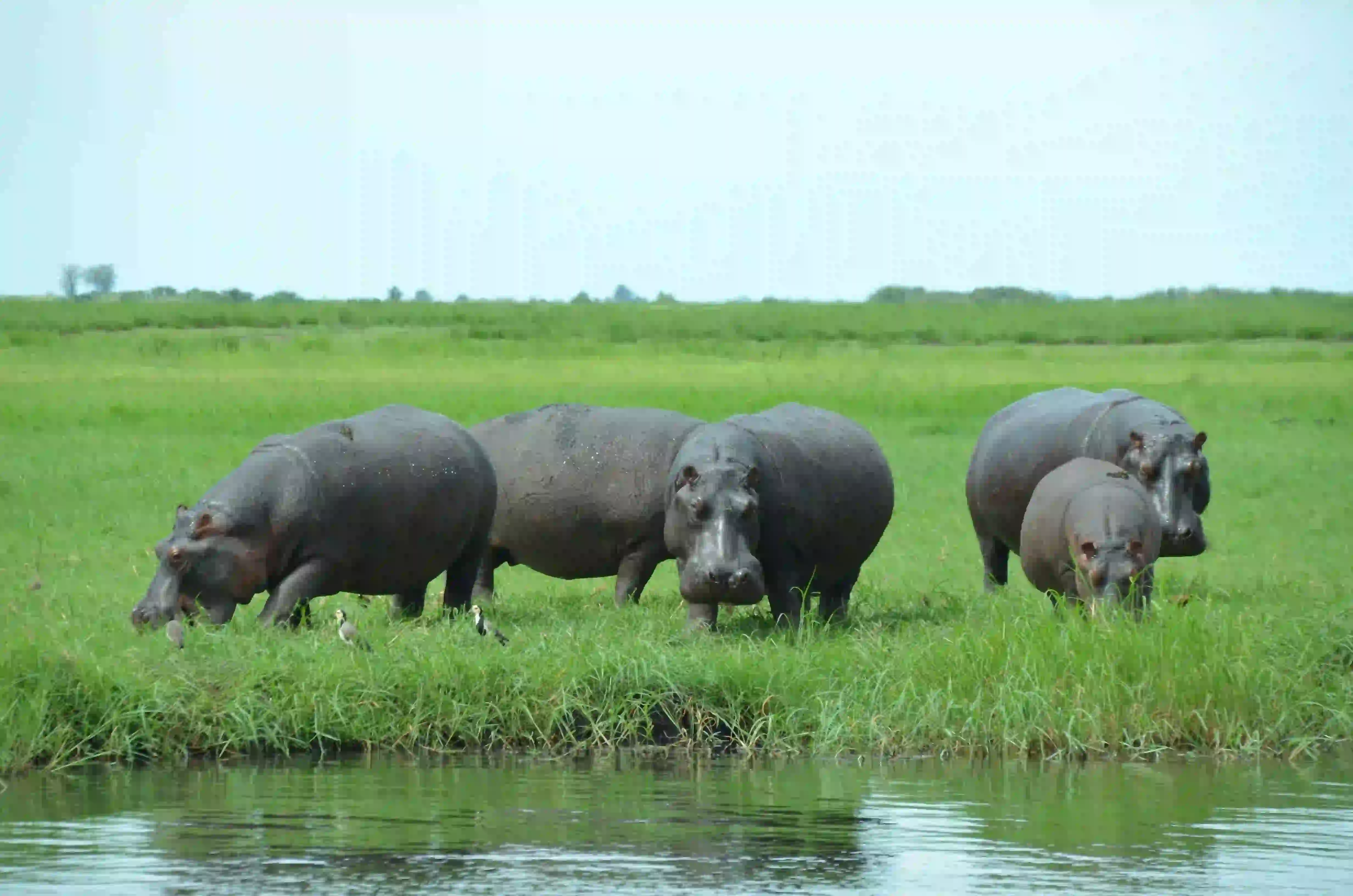 2-Day Semi-Luxury Safari