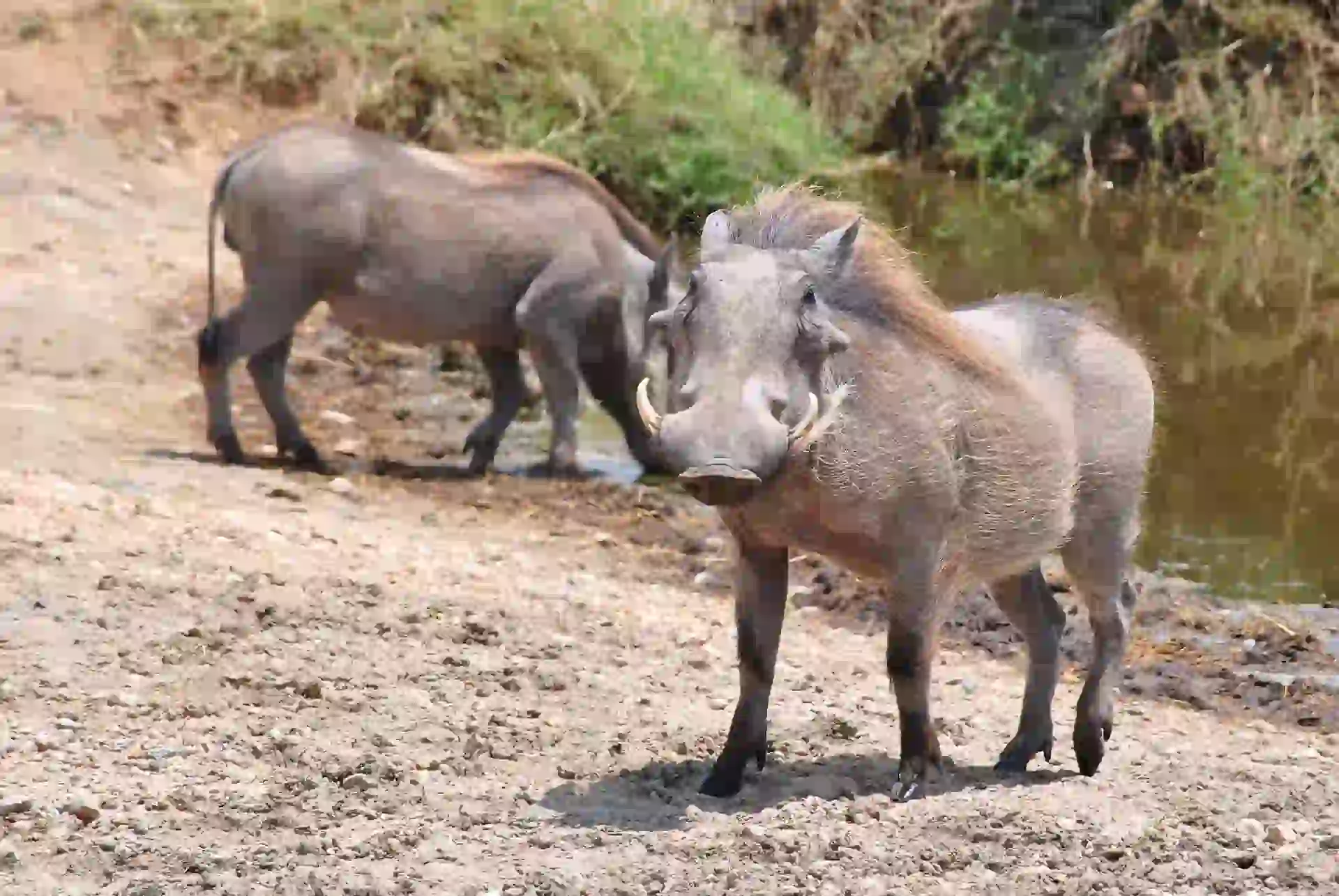 6-Day Super Luxury Safari