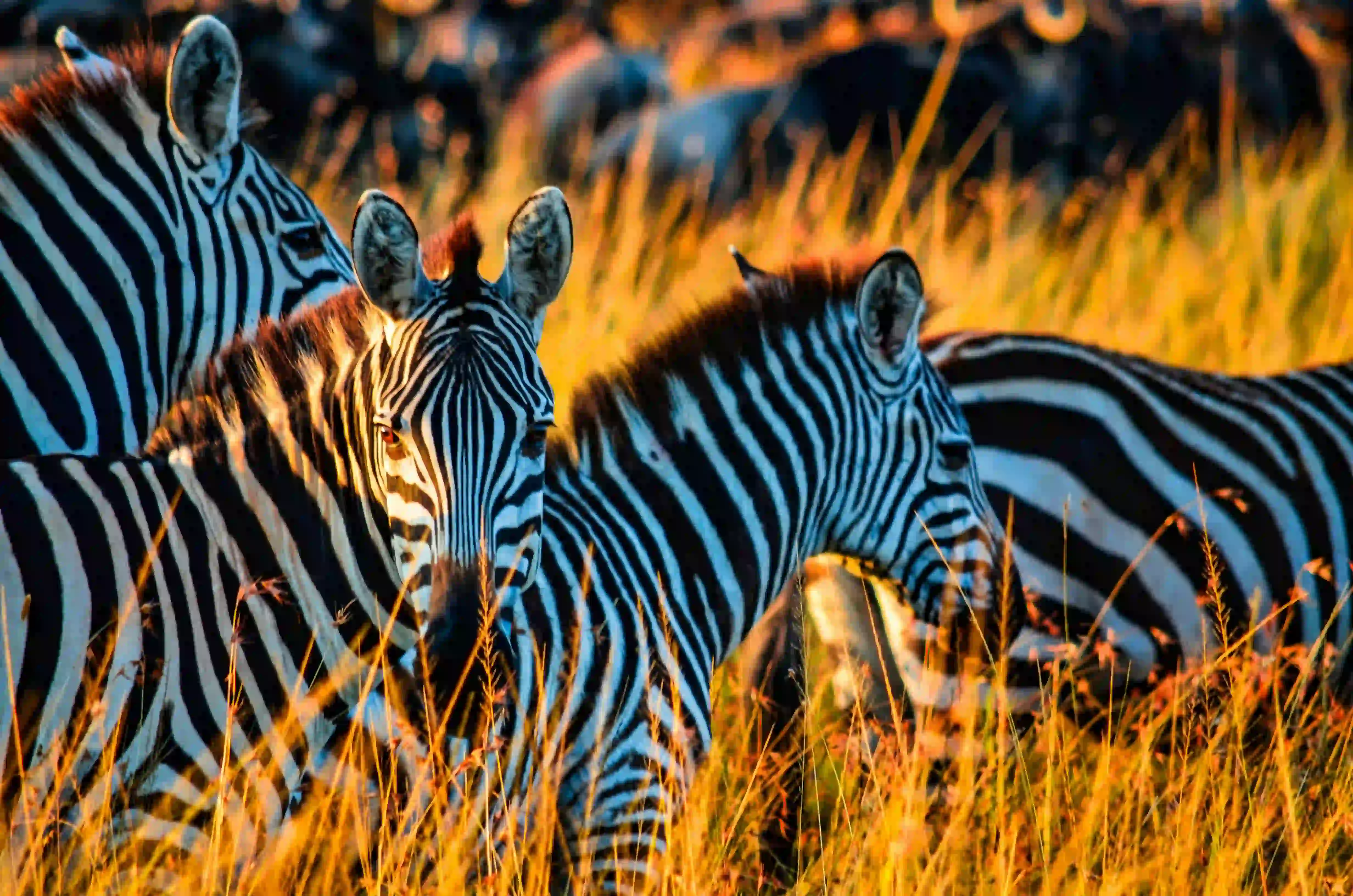 5-Day Romantic Honeymoon Safari