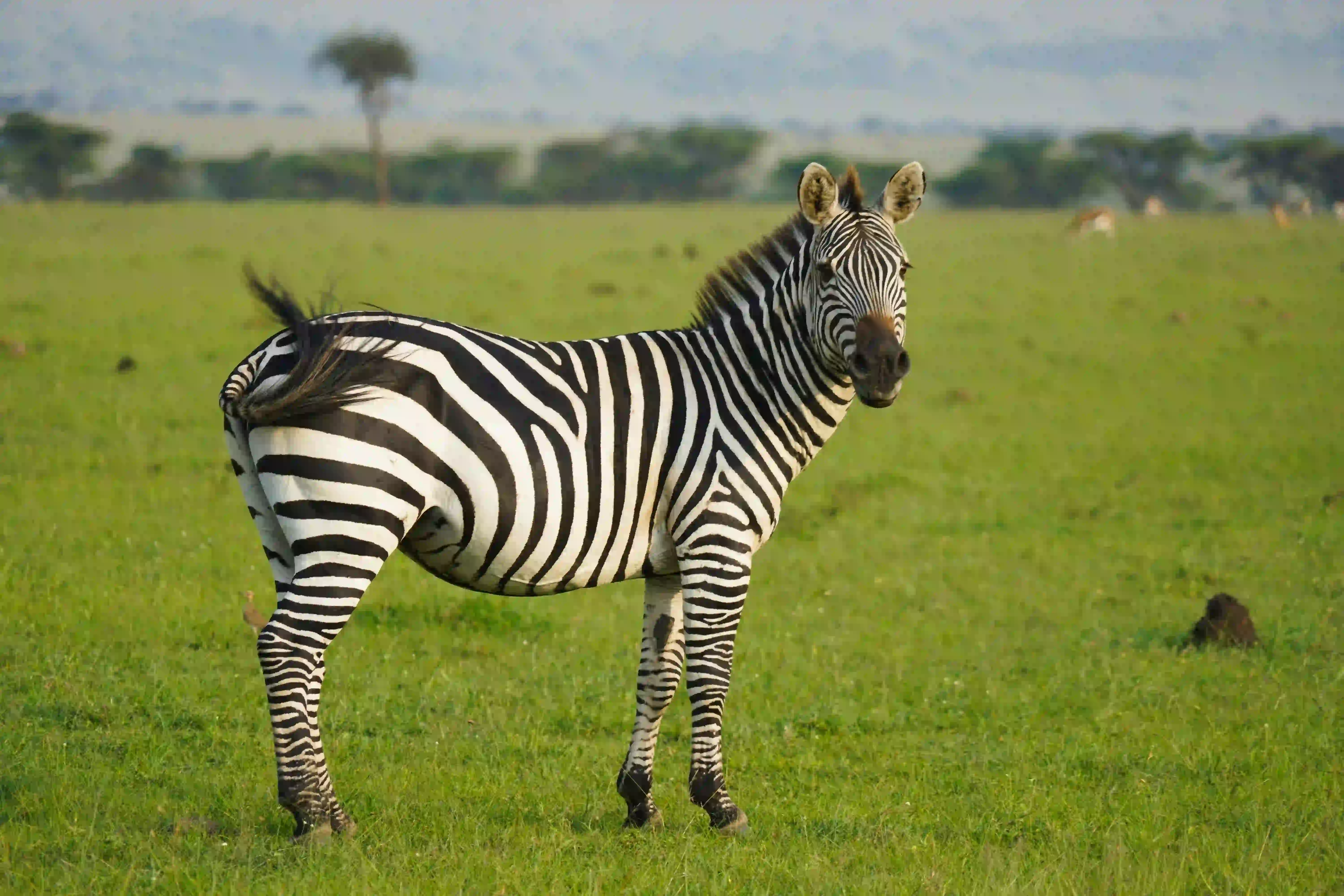 Budget Safaris