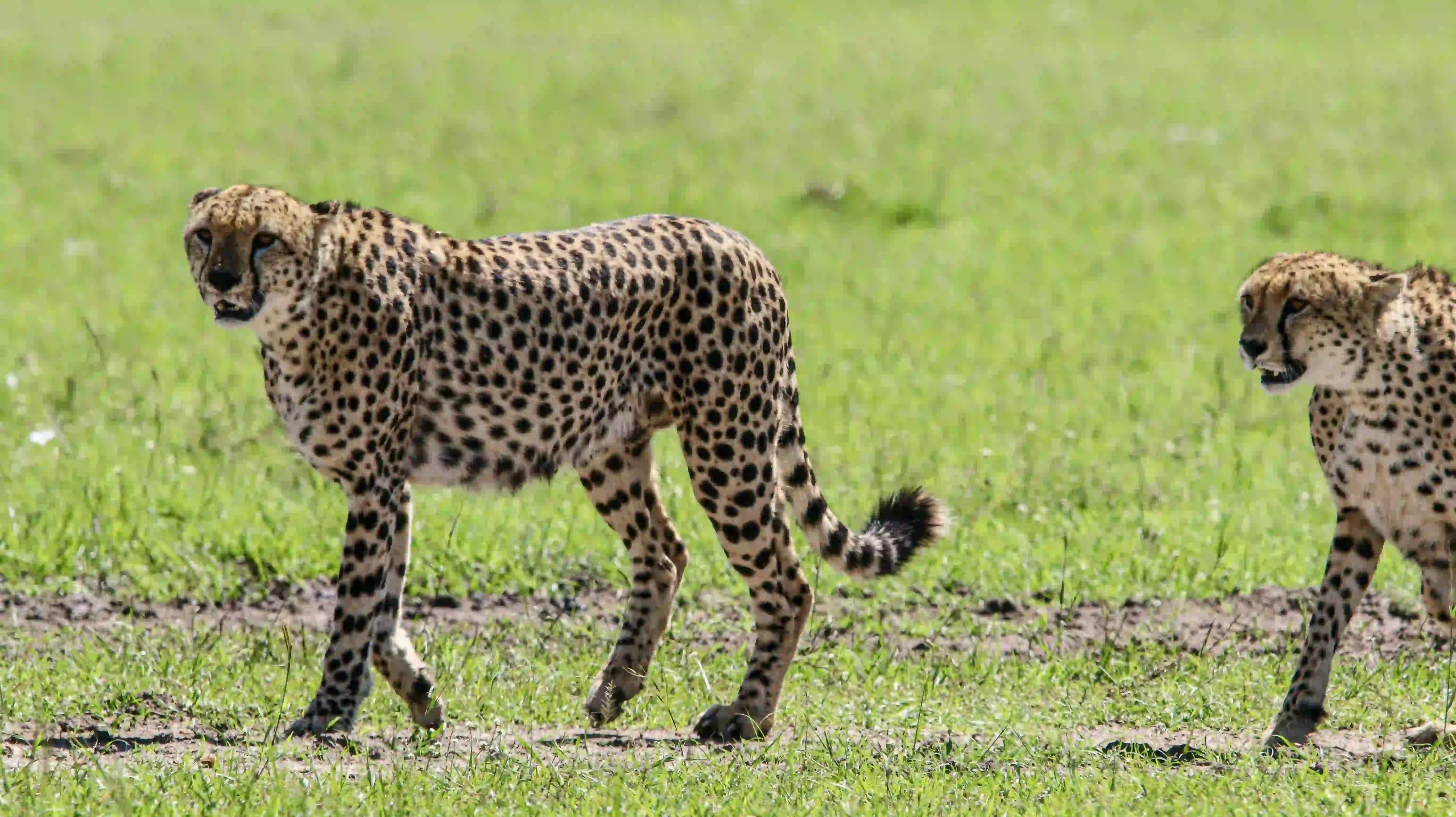 4-Day Tarangire, Serengeti & Ngorongoro Safari