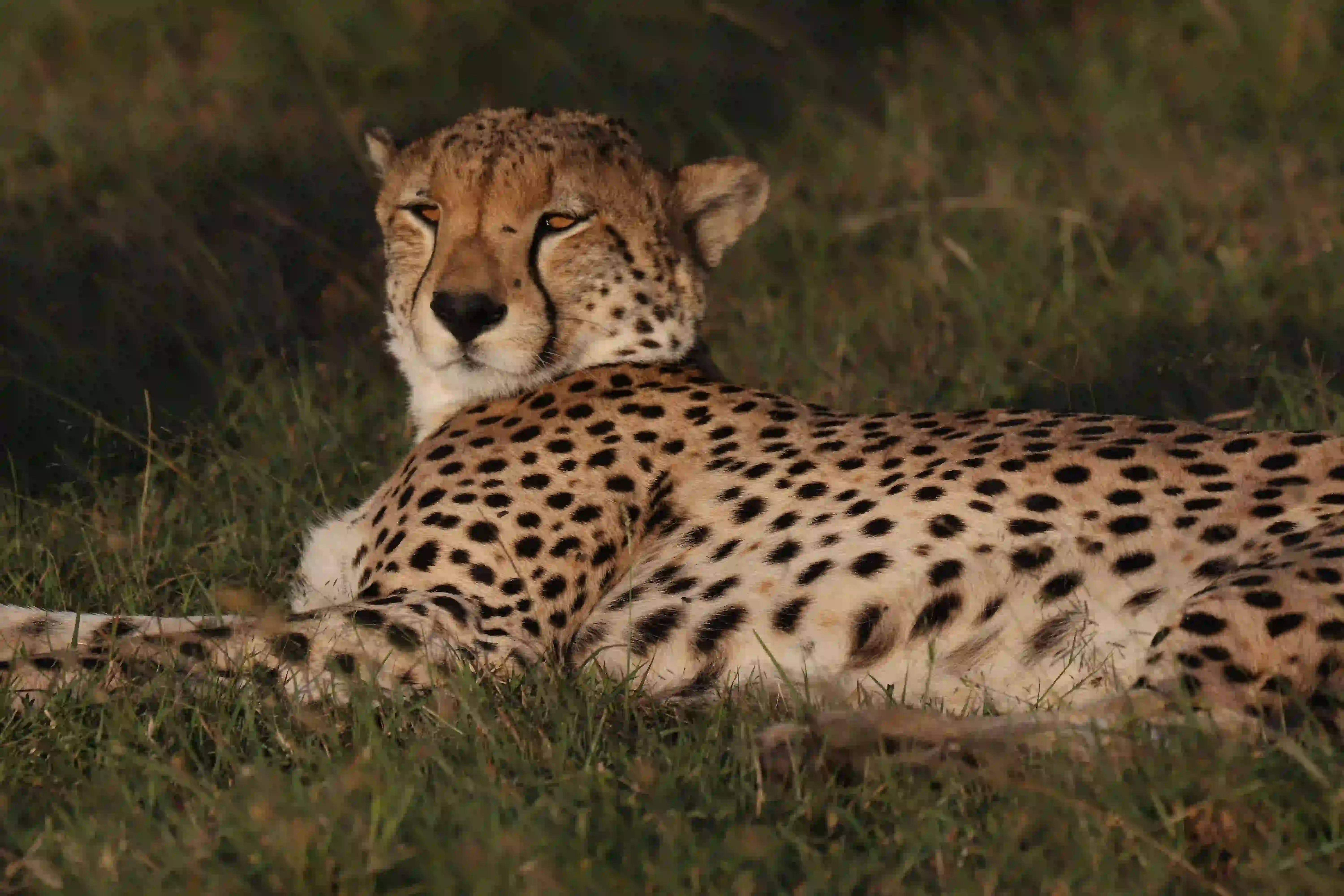 Mid-Range Safaris