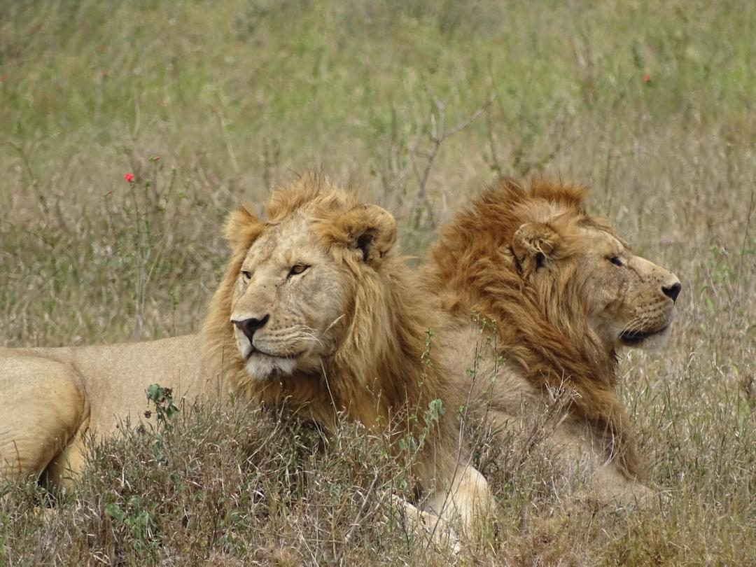 10-Day Lodge Safari & Cultural Tour