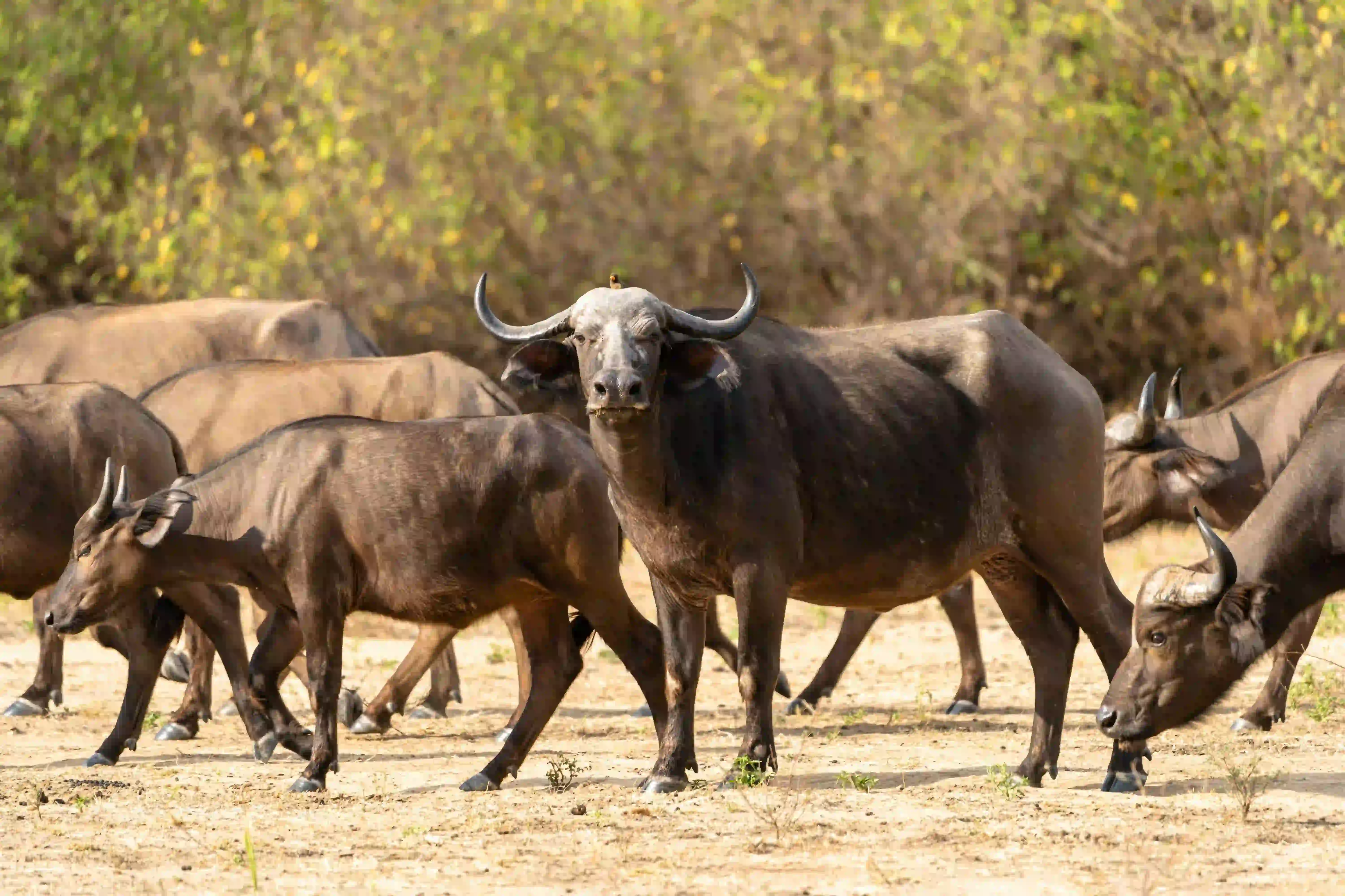 7-Day Great Migration Luxury Safari