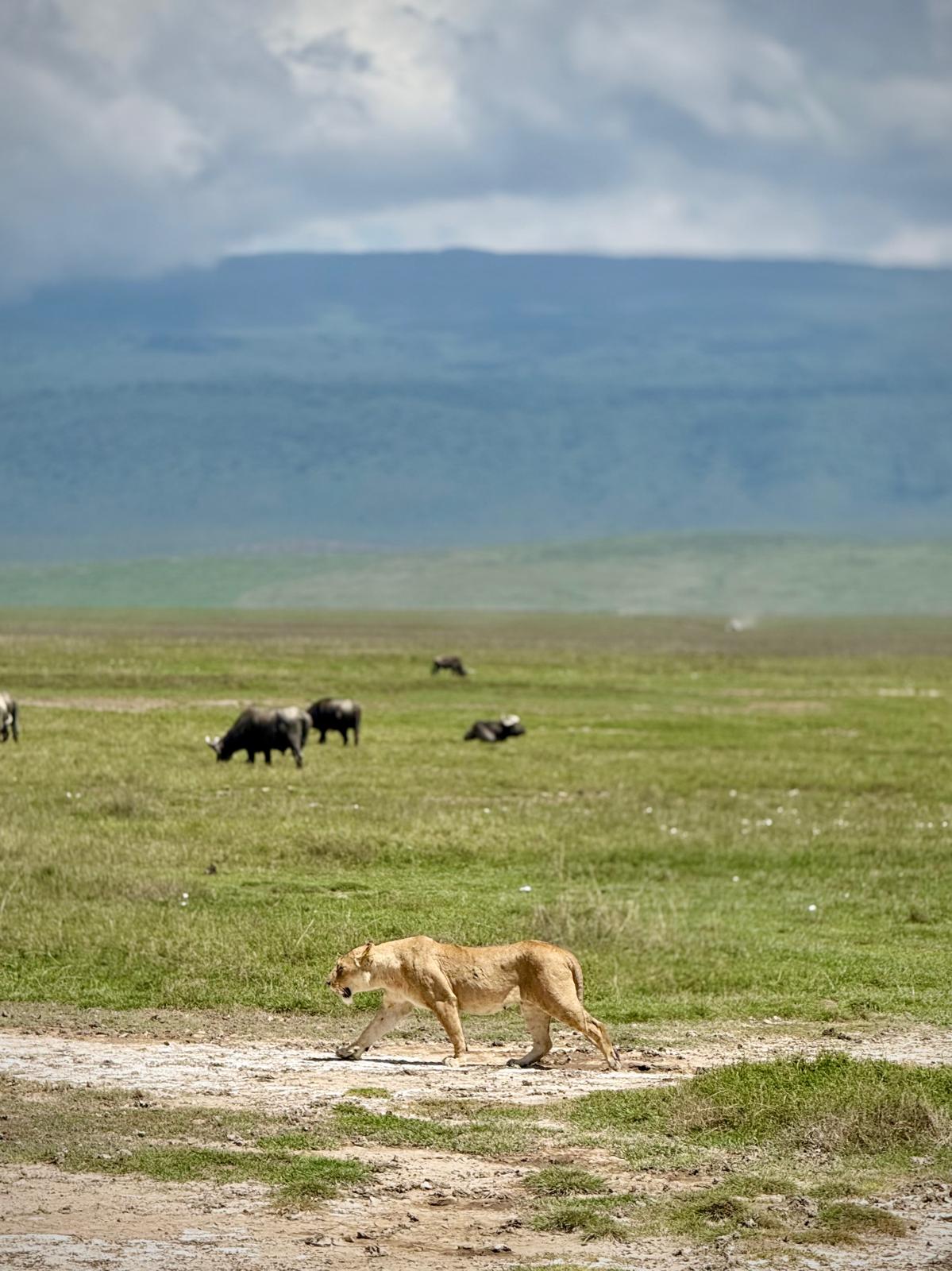 6-Day Super Luxury Safari