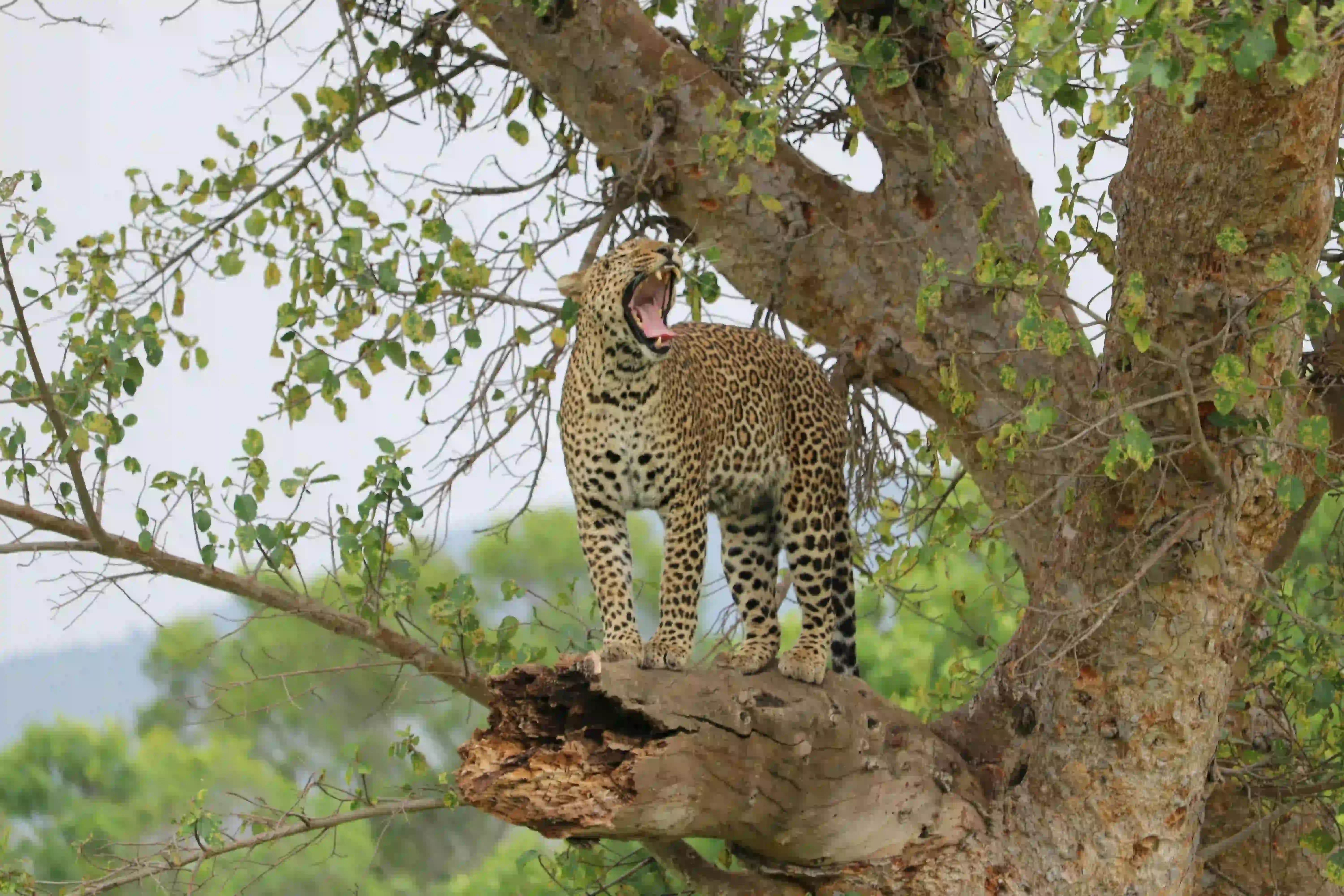     Your Extraordinary African Adventure Starts Here