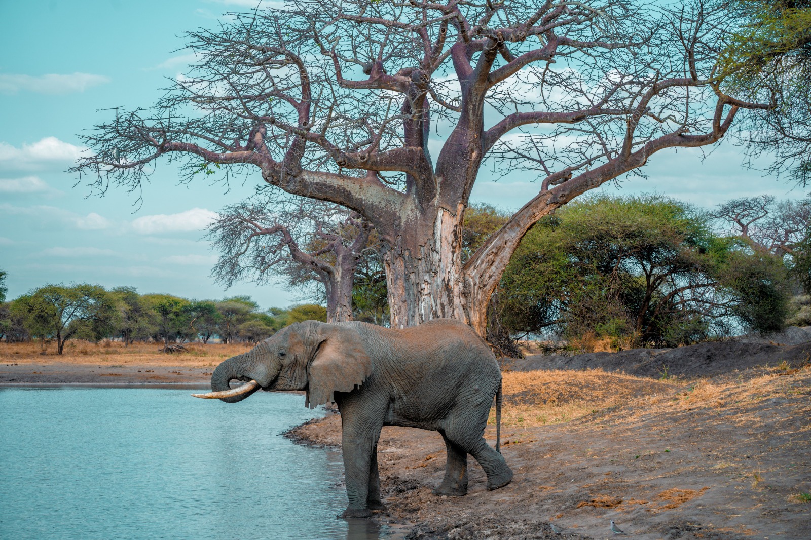 A Private 3-Day Budget Safari to Tarangire, Ngorongoro Crater and Lake Manyara